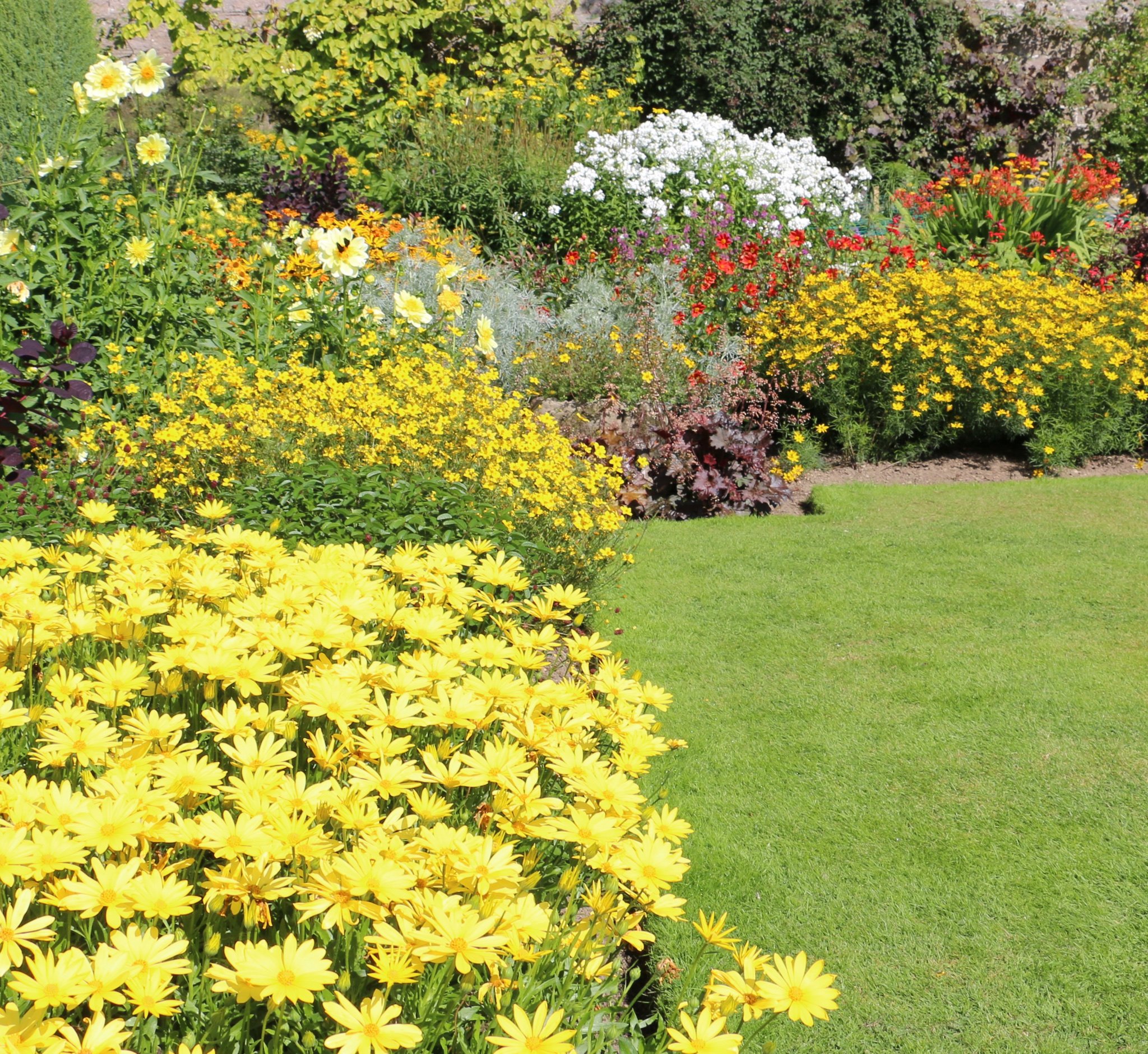 Coreopsis