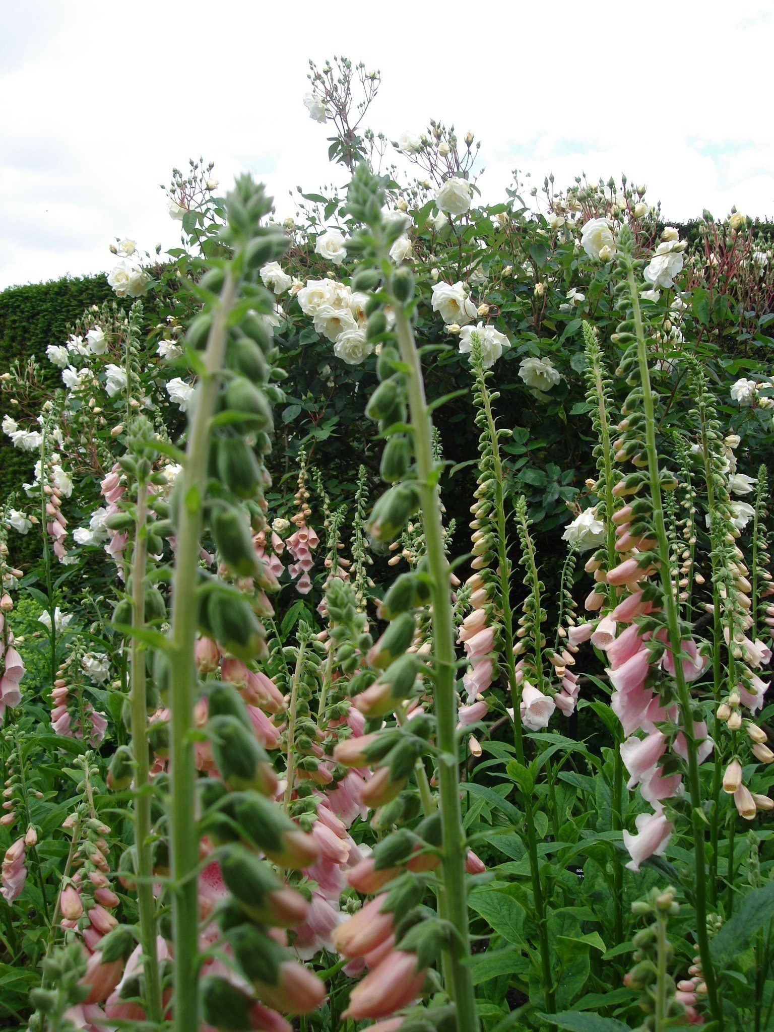 Digitalis / Foxglove 