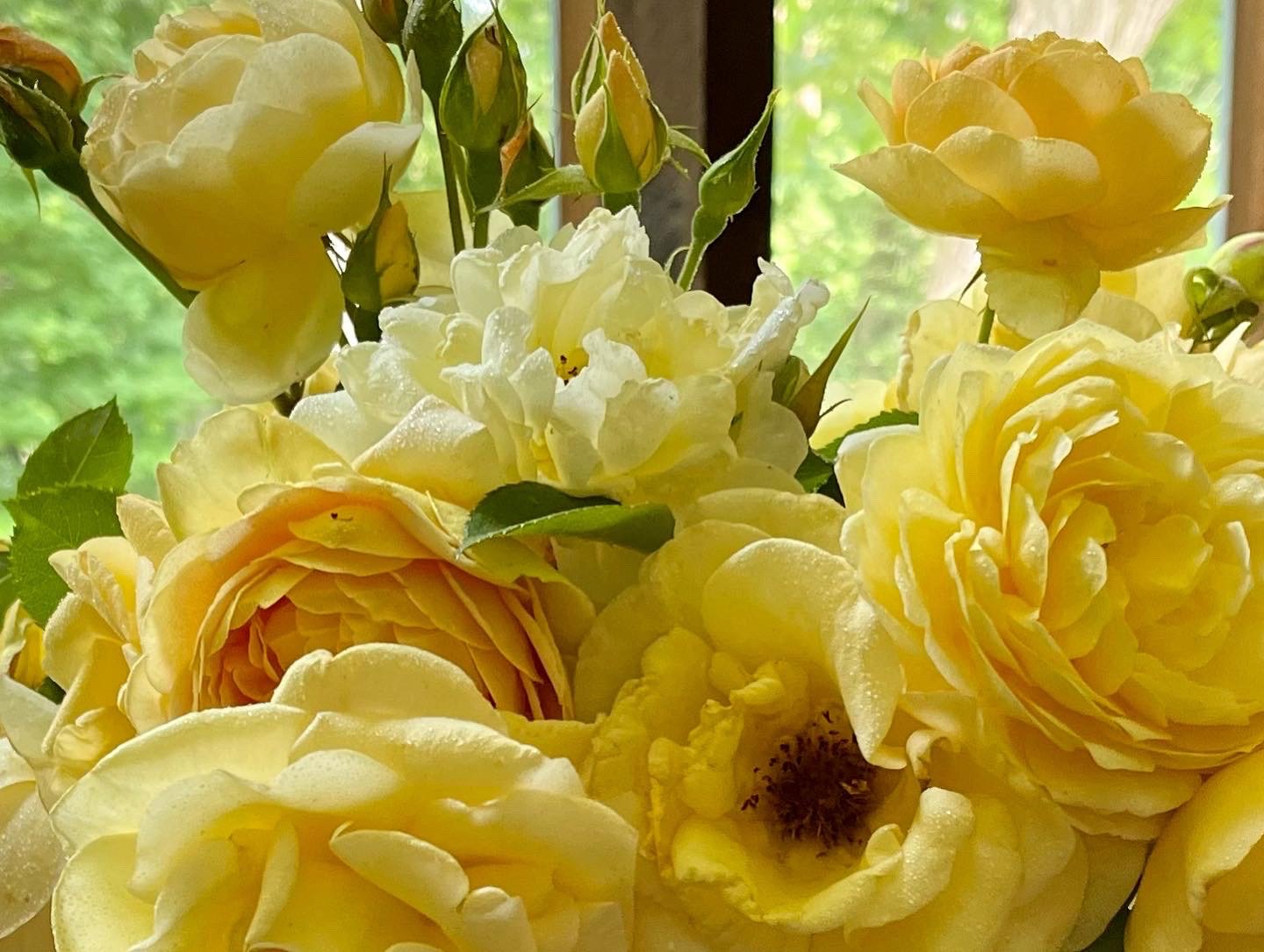 Mixed Yellow Roses