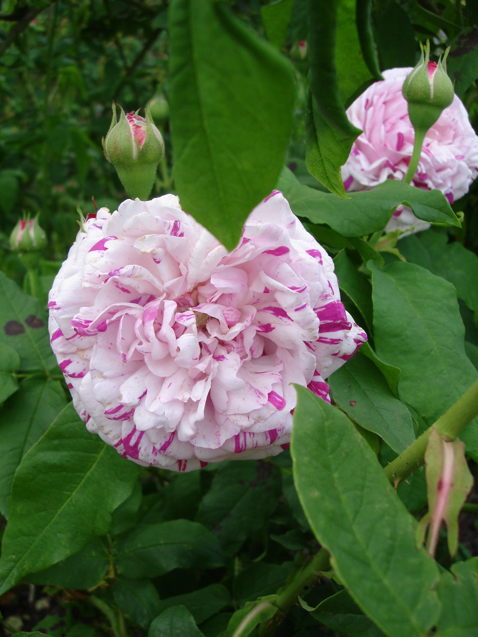 Antique Rose Ferdinand Pichard