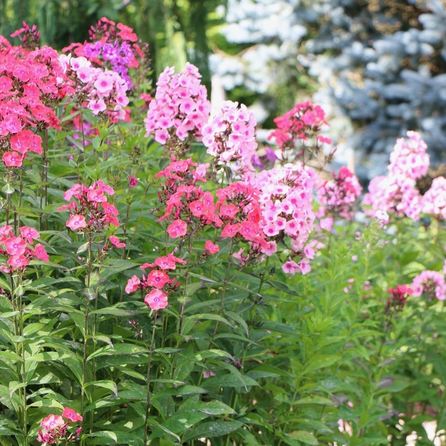 Summer Phlox Mix