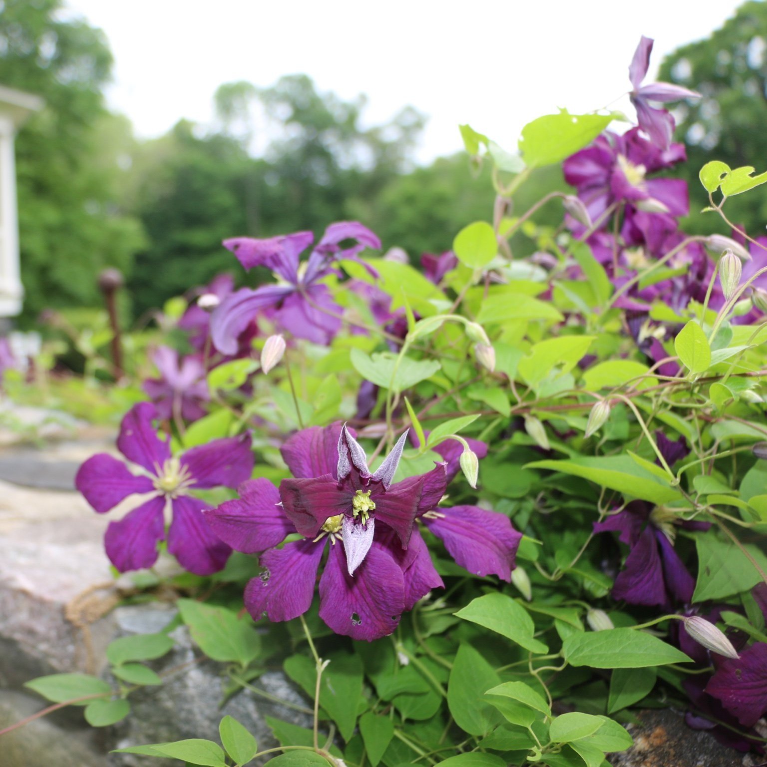 Purple Clematis