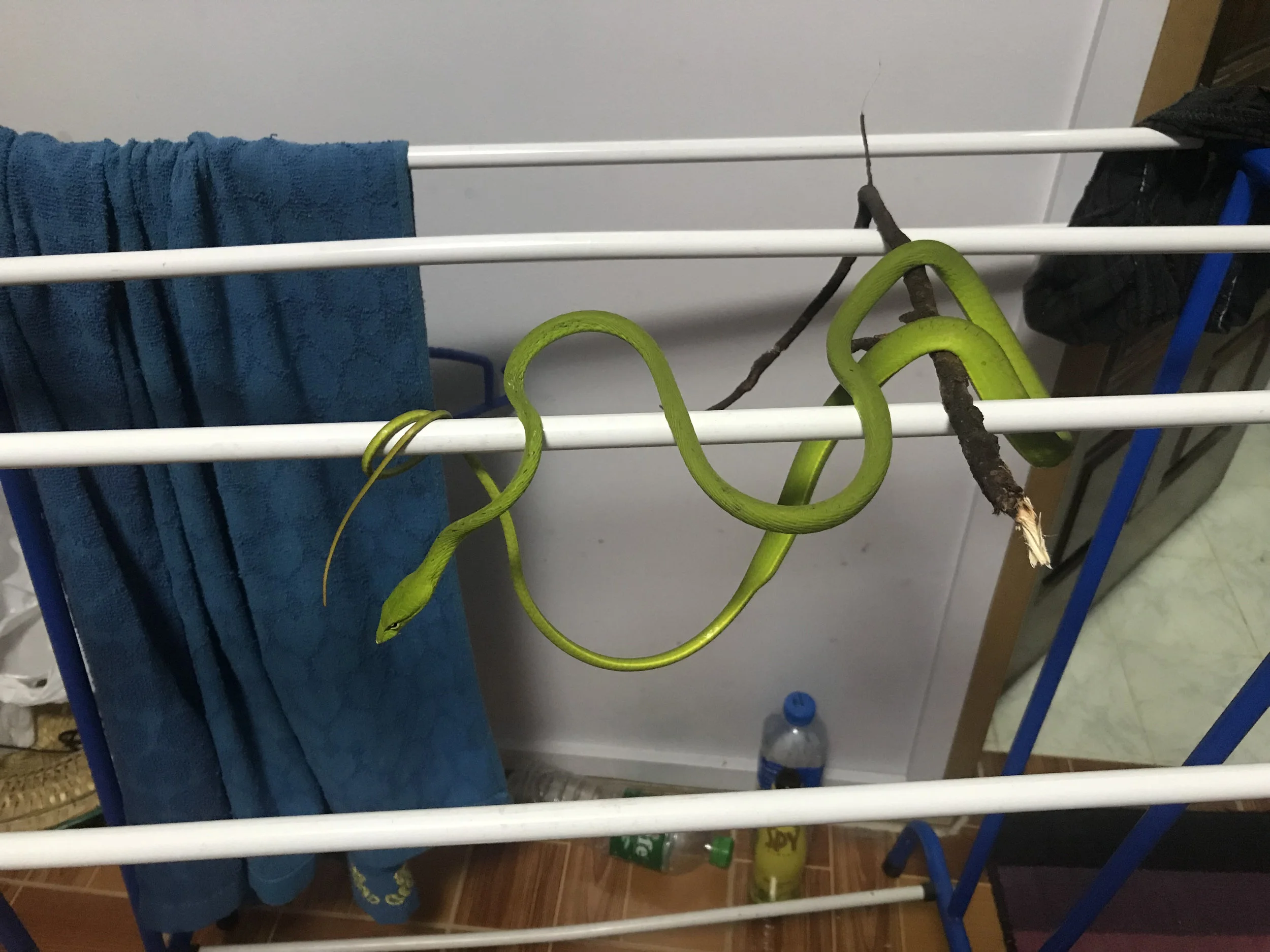 snake towel.jpg