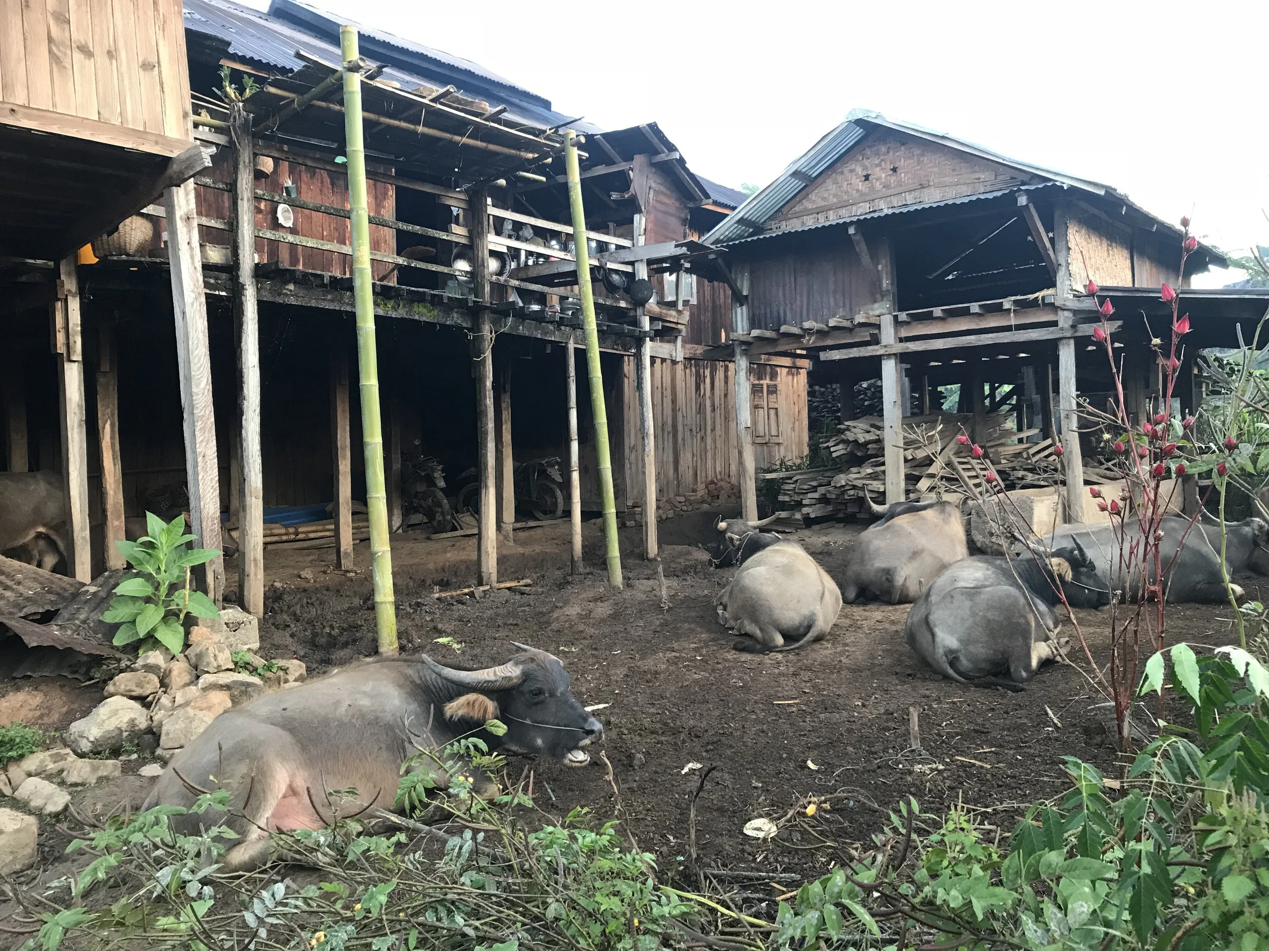 Buffalo in the back yard