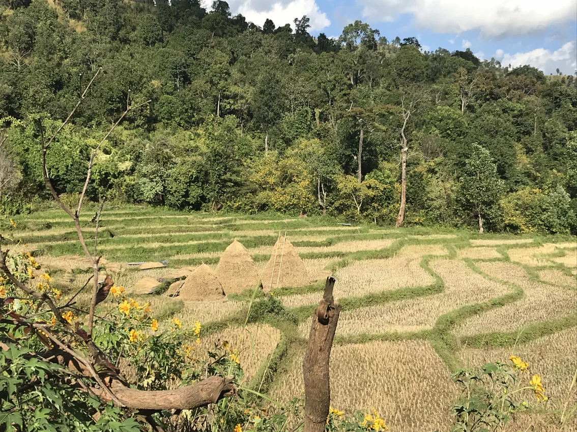 The homeward stretch - nearly back in Hsipaw. I can't resist pictures of rice fields and haystacks...