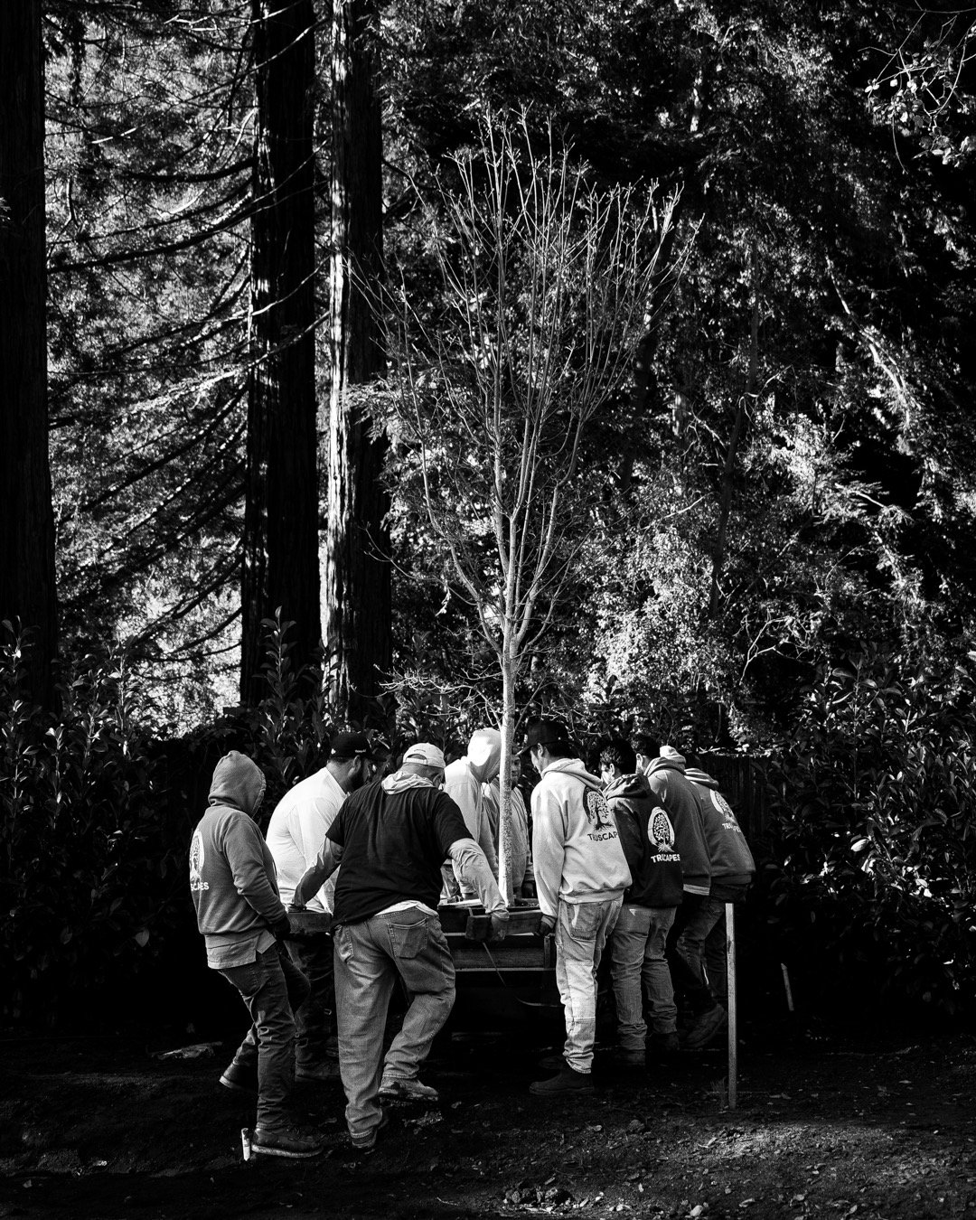 Foto-Finish Friday: Any day is a good day when you can plant a tree.

#truecraftbuilding #customhome #bayareabuilders #bayareahomes #californiahomes #premierbuilder #luxuryhome&nbsp;#homedesign #truscapeslc