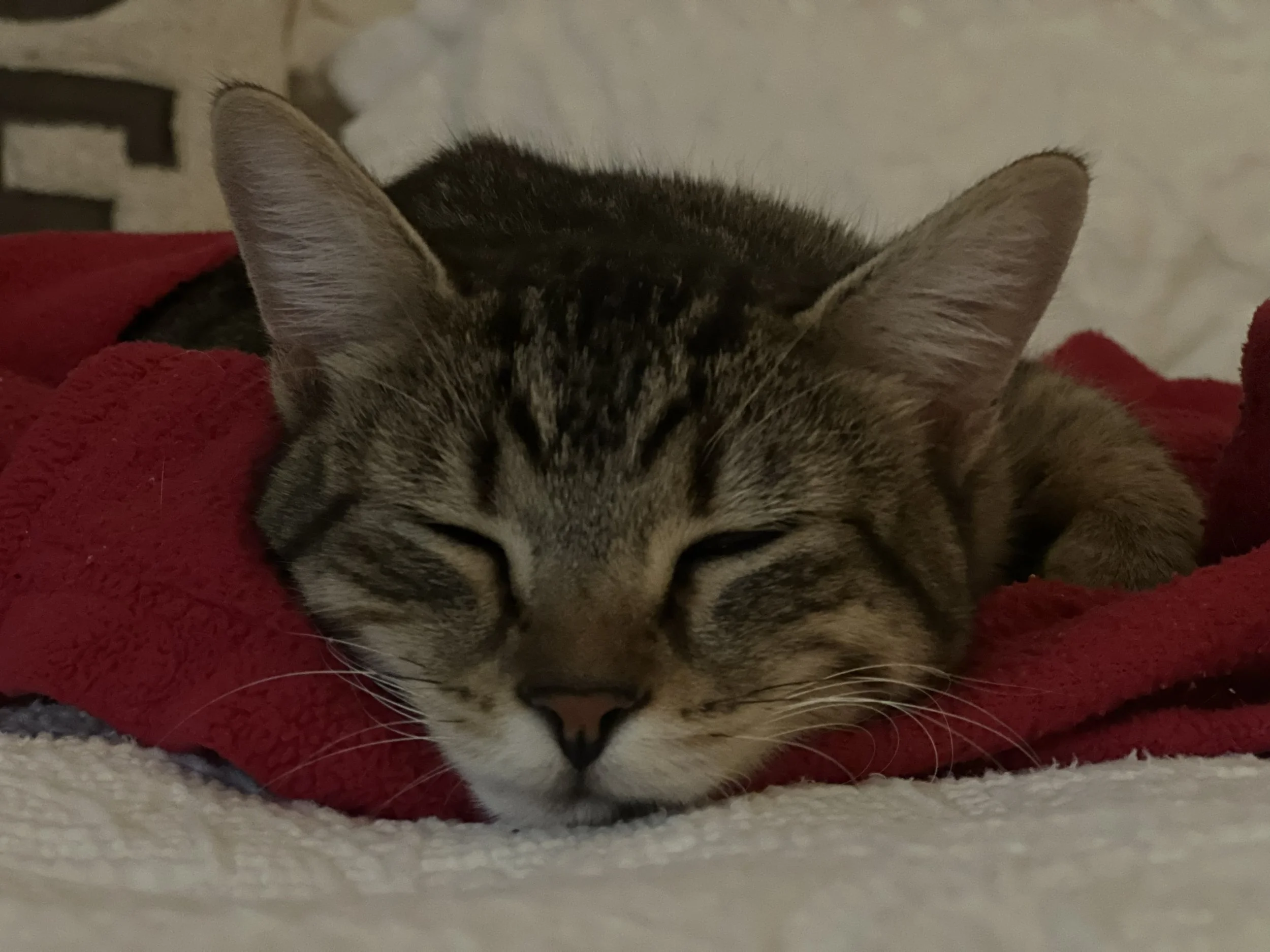 Tuck6.jpg