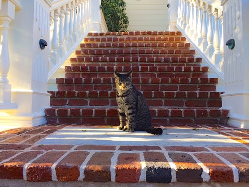 Squinty at front steps