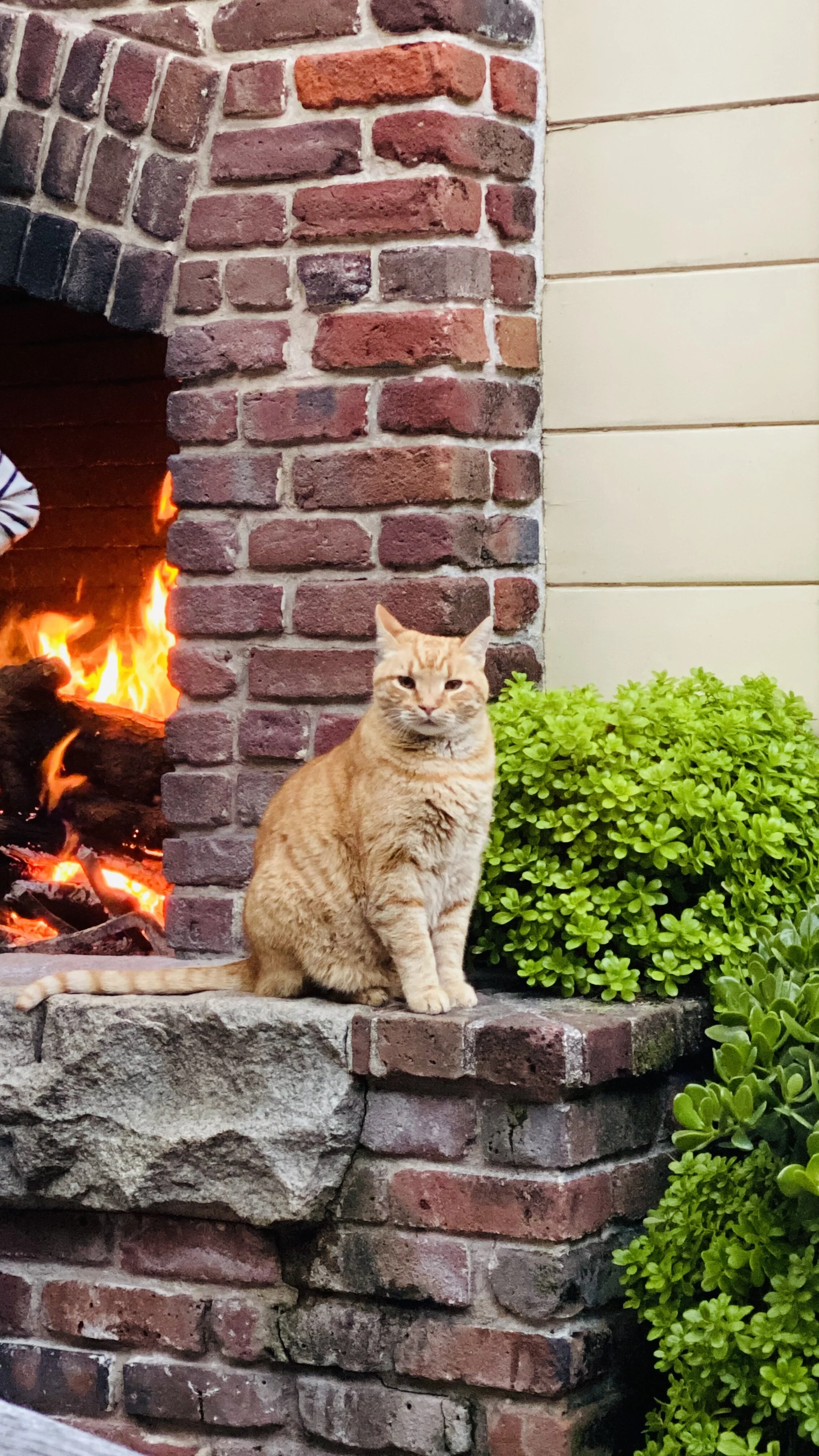 me too fireplace.jpg