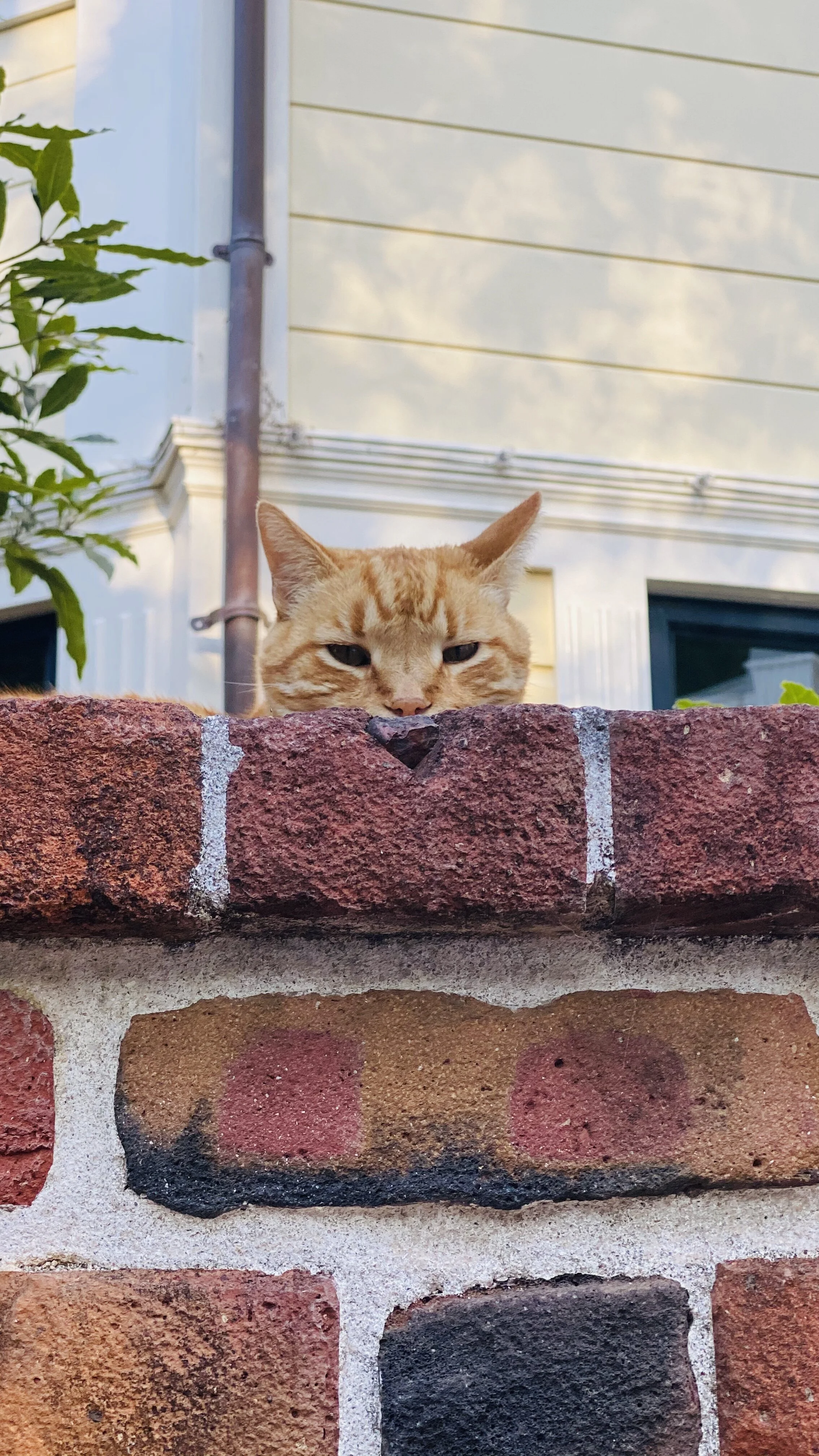 Me too peeking.jpg