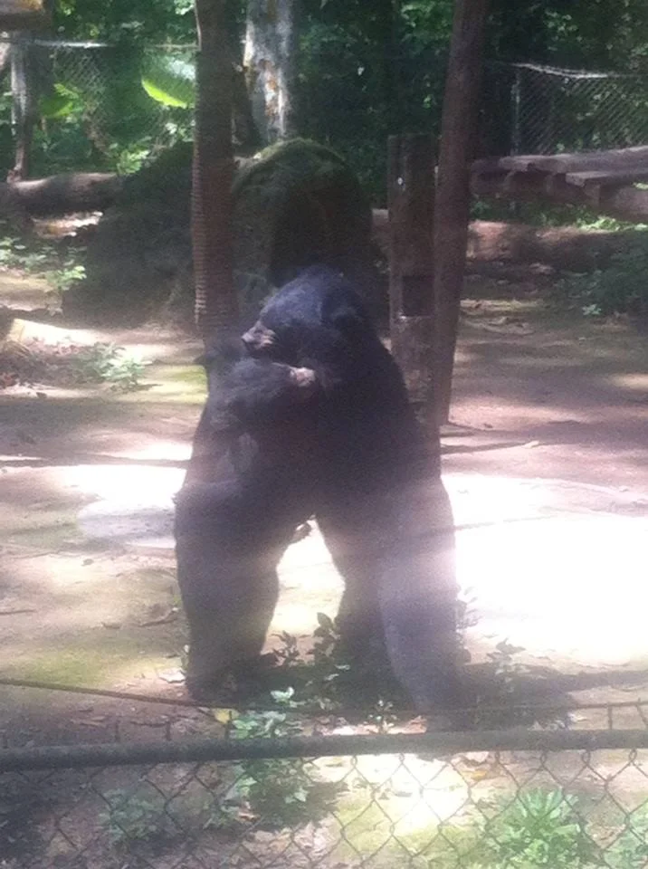 Asian bears, 2016