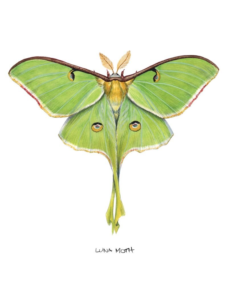 Luna Moth (Actias luna) II Mini Art Print by jadafitch.jpeg