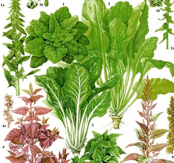 Spinach Swiss Chard Salad Plant Flowers Food Chart Vegetable _ Etsy.jpeg