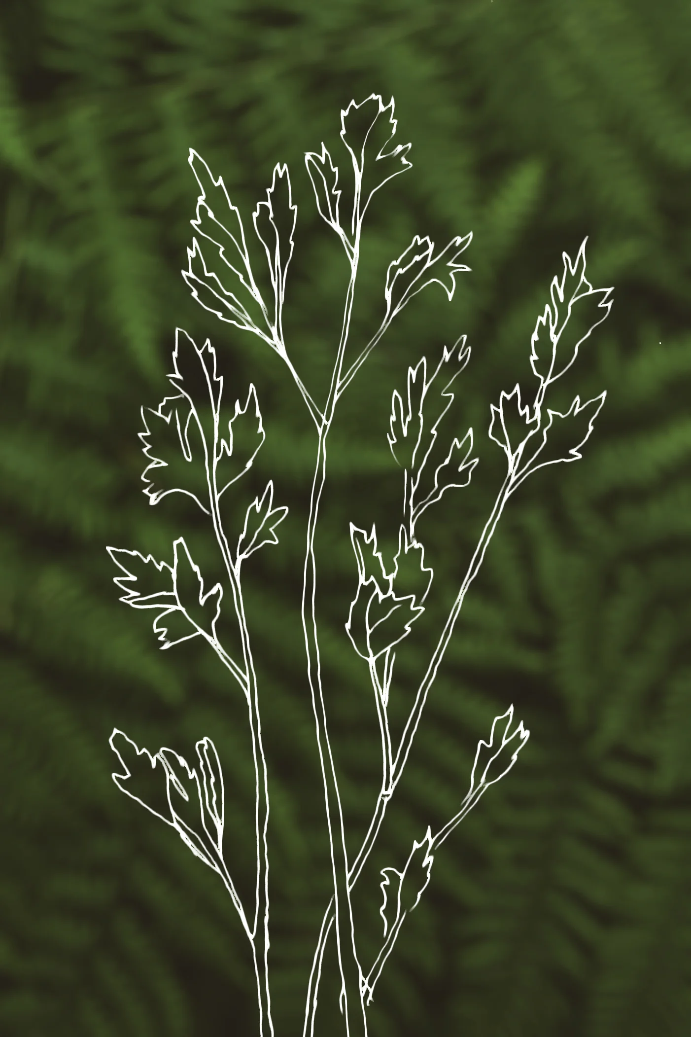 ColorizedDrawingParsley.jpg