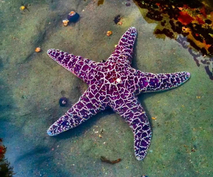 starfish.jpg