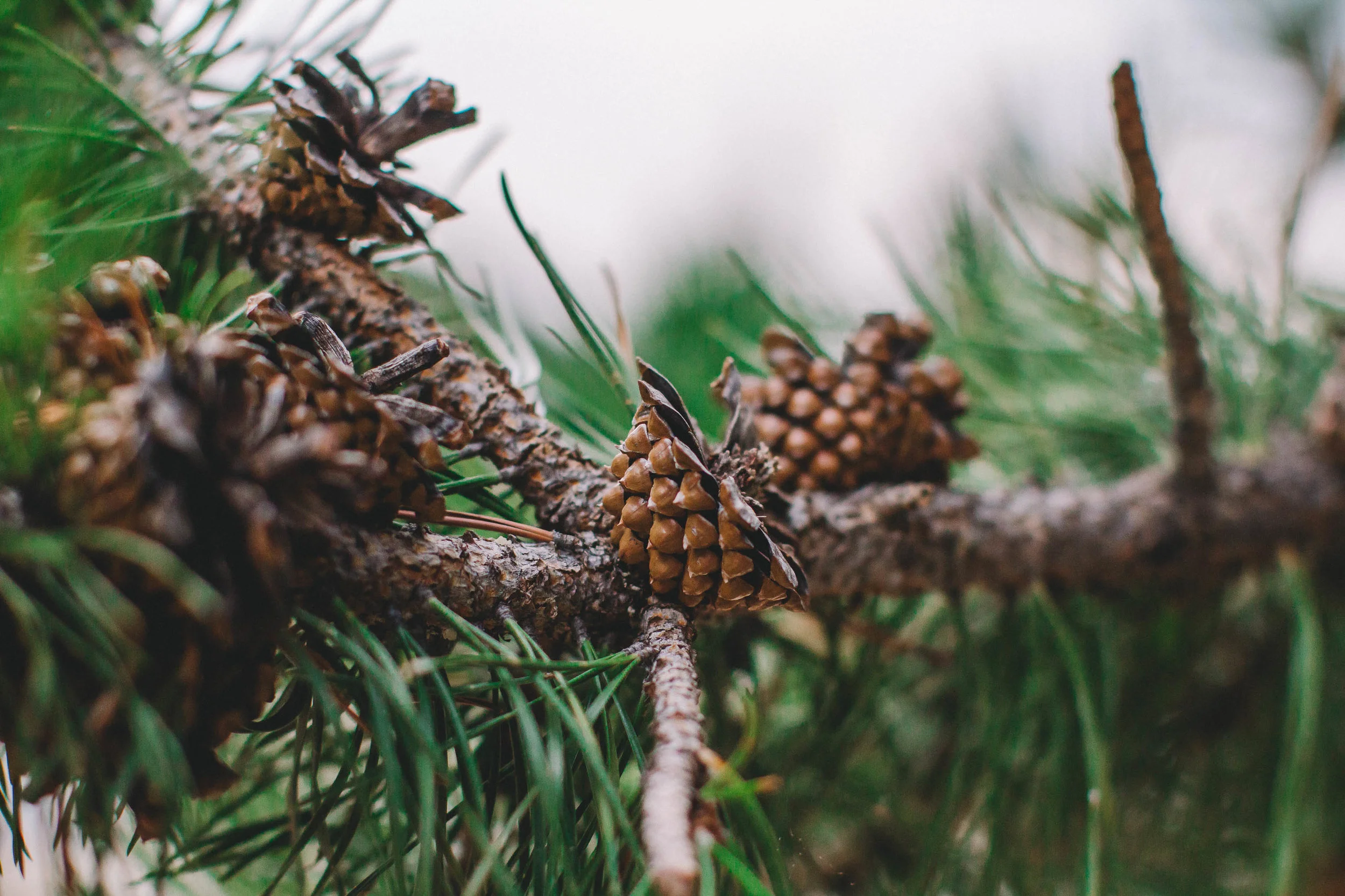 Pine Cones