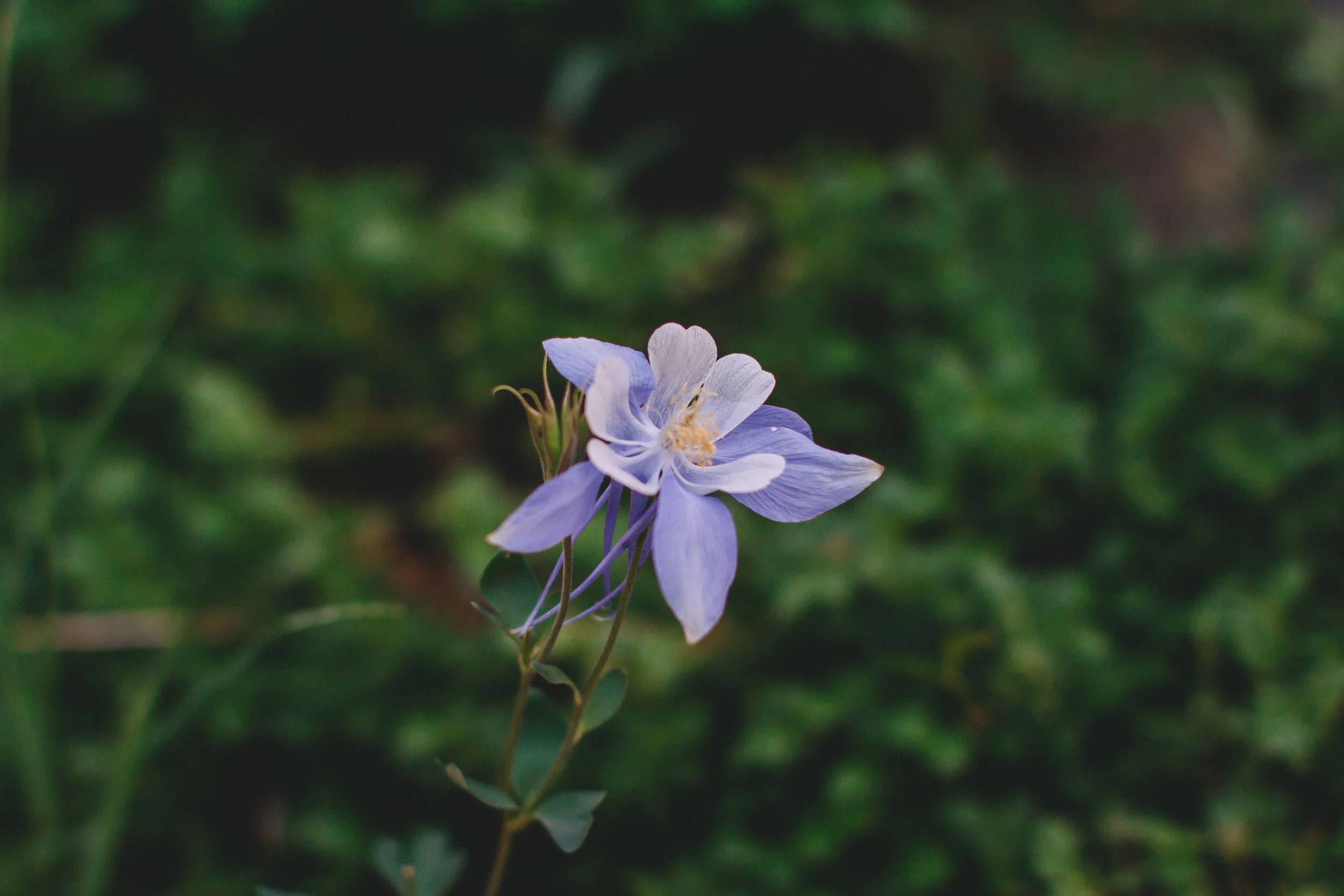 Purple Flower