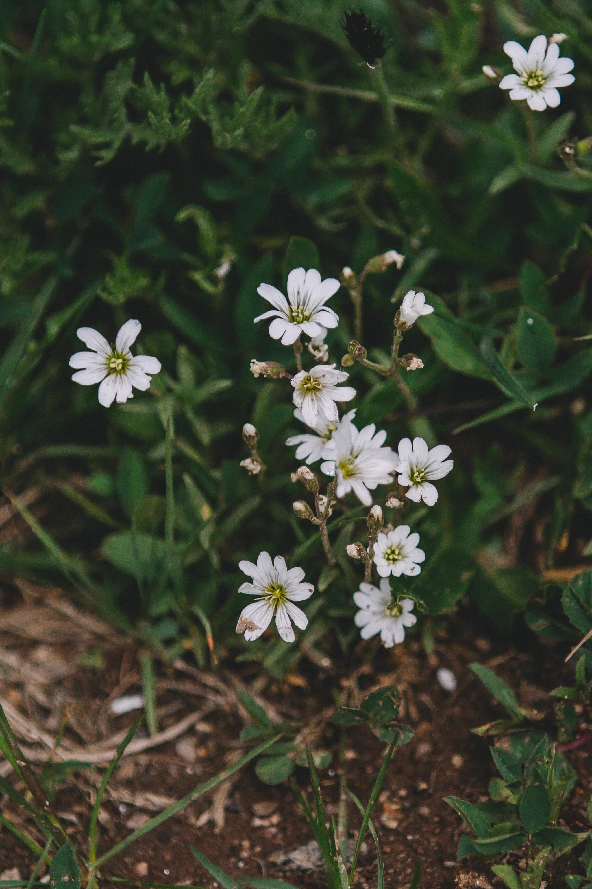 White Flowers