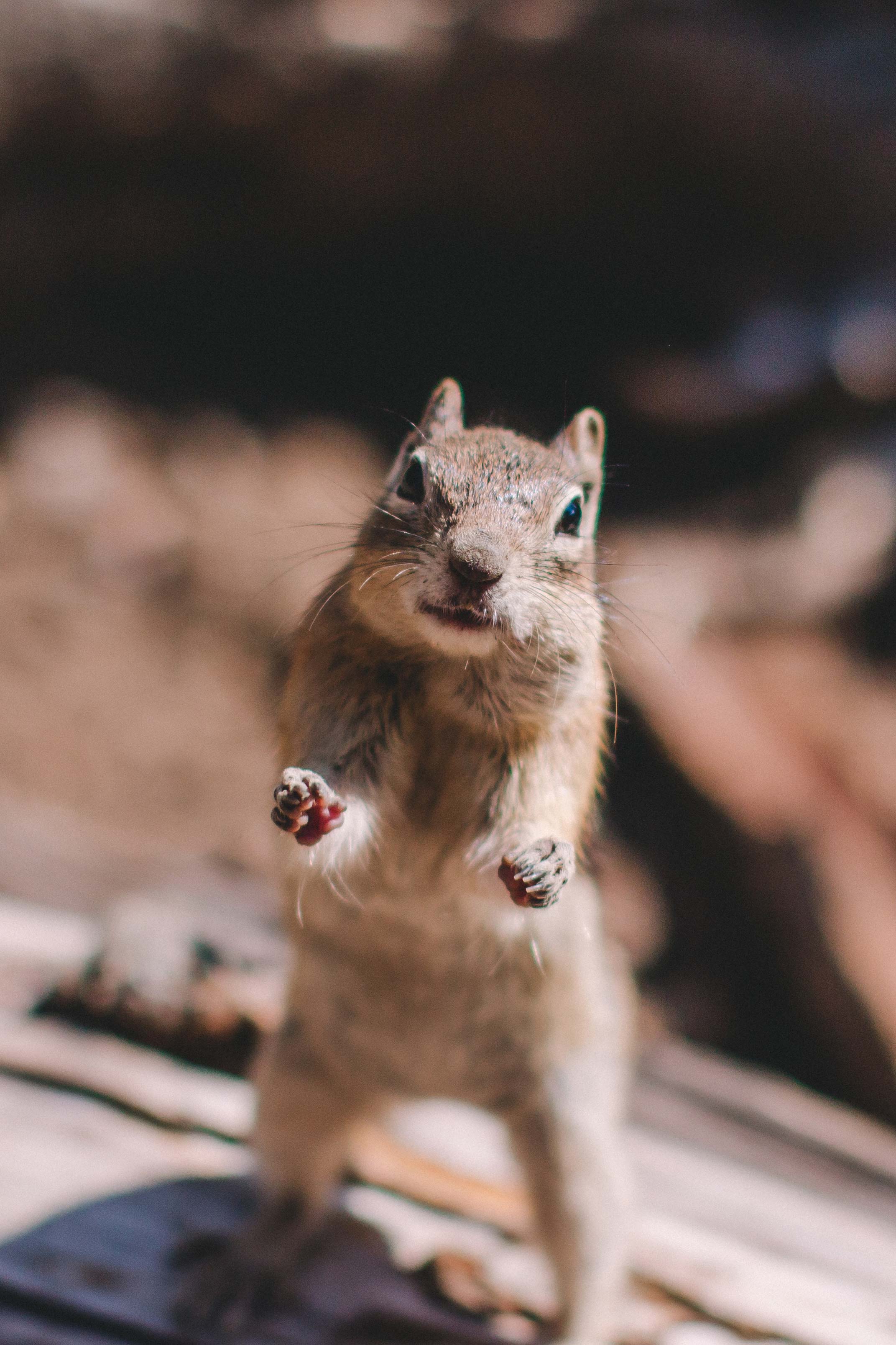 Begging Chipmunk