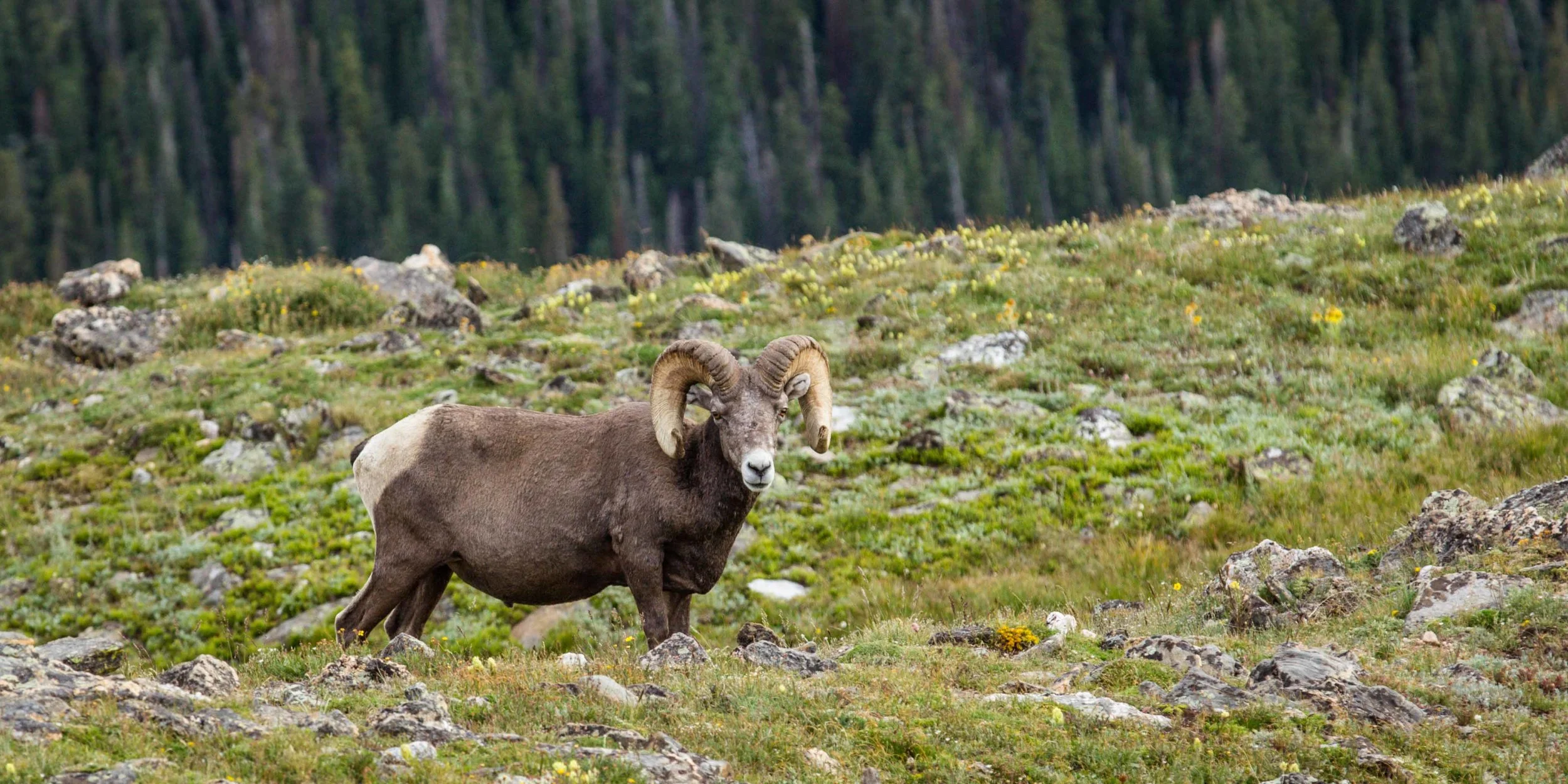 Bighorn Sheep