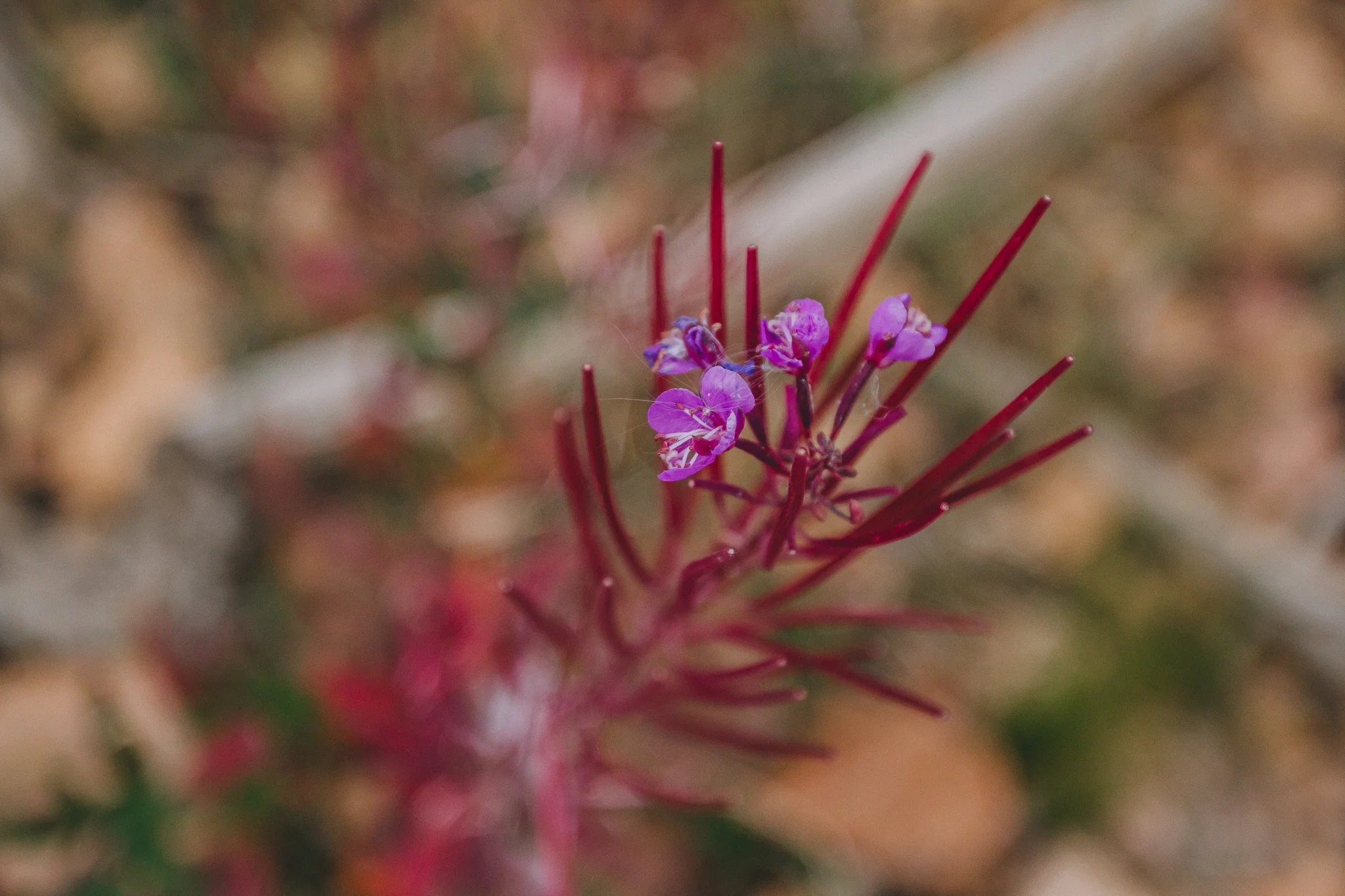 Mountain Flora 1
