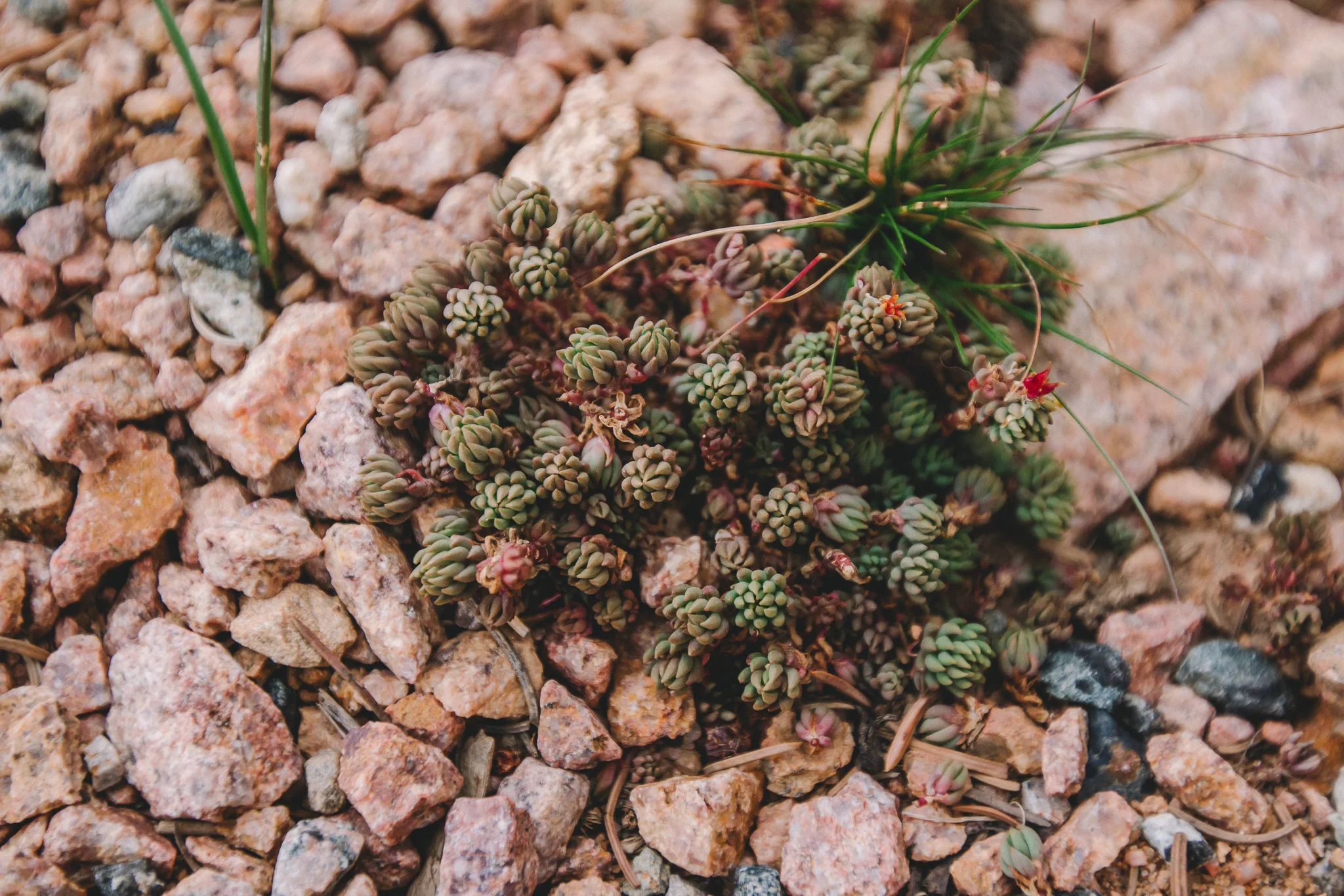 Mountain Flora 2