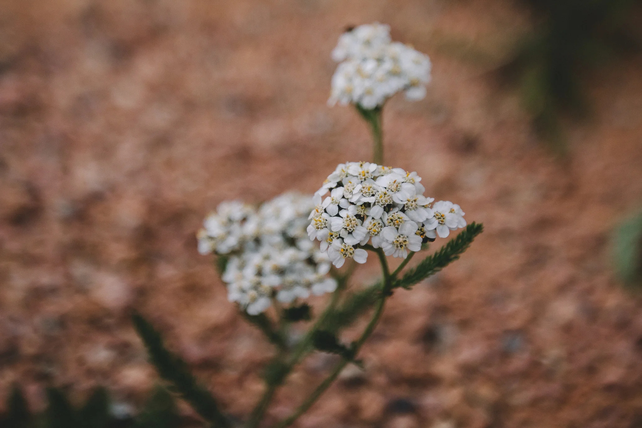 Mountain Flora 3