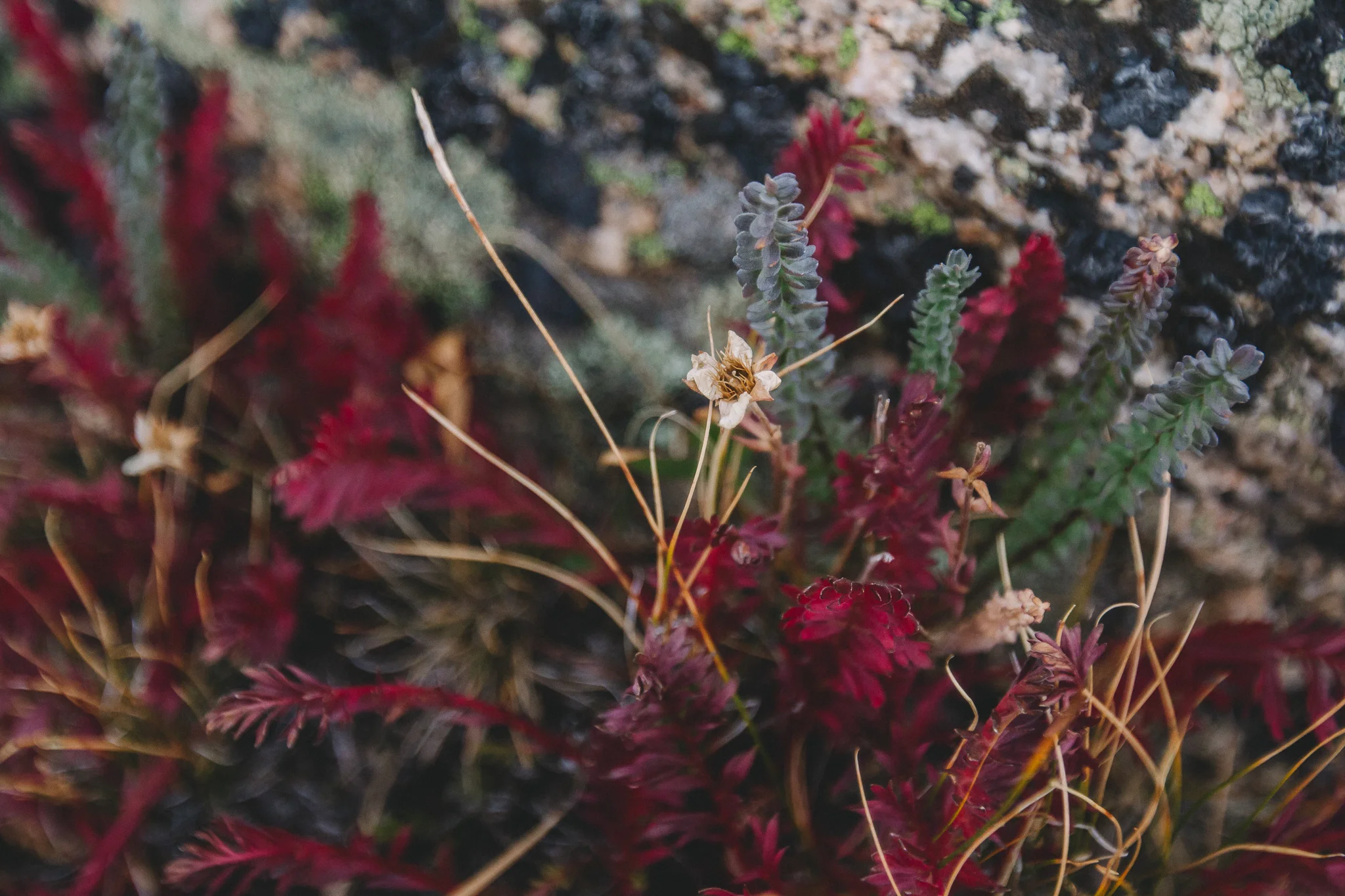 Mountain Flora 4