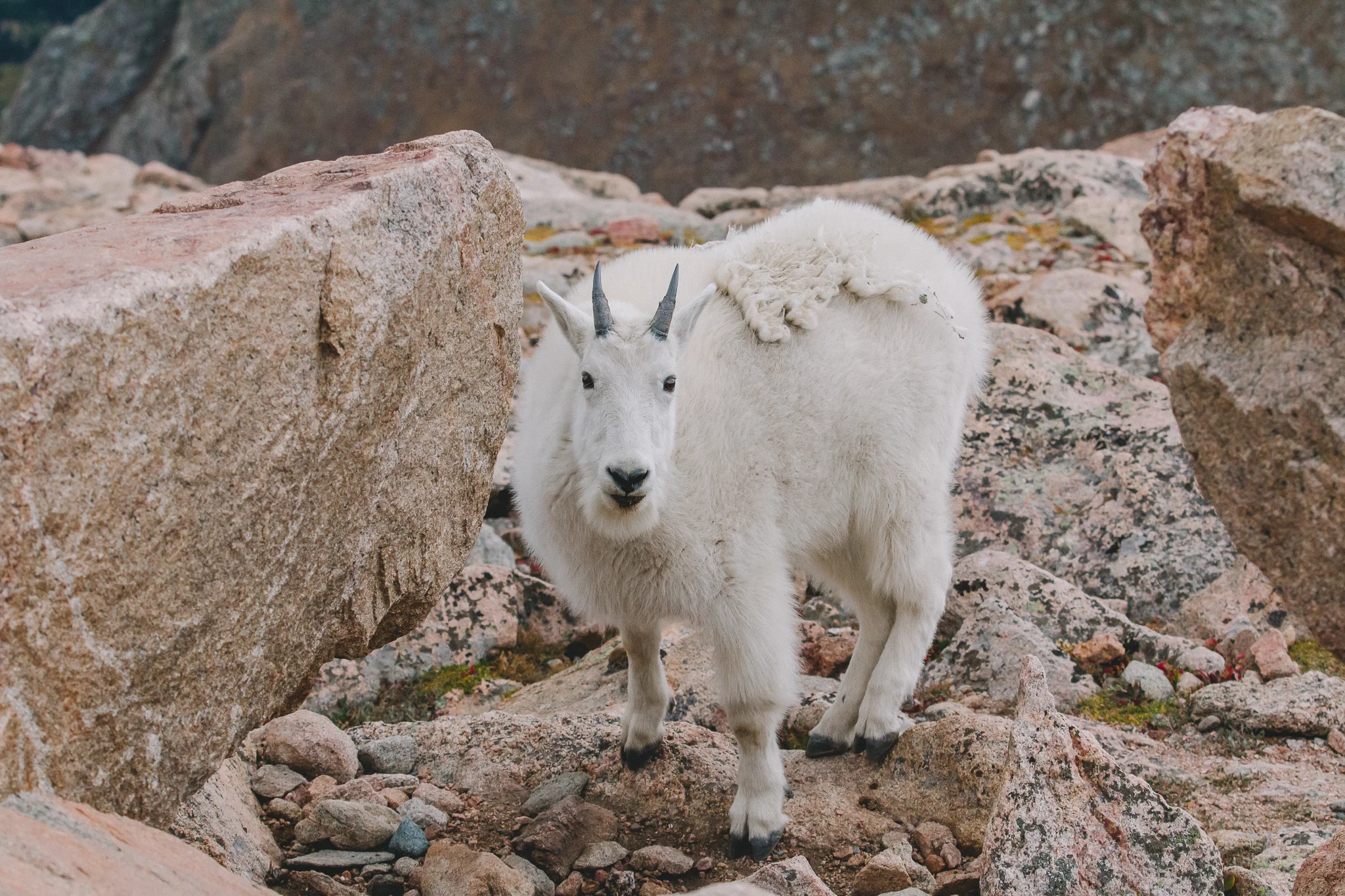 Mountain Goat.jpg