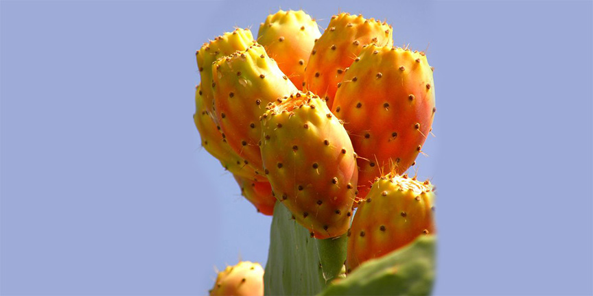 cactus-pear.jpg