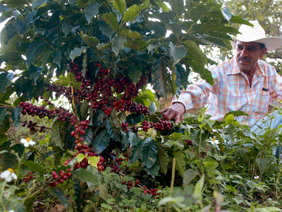 Mexican Coffee Producer