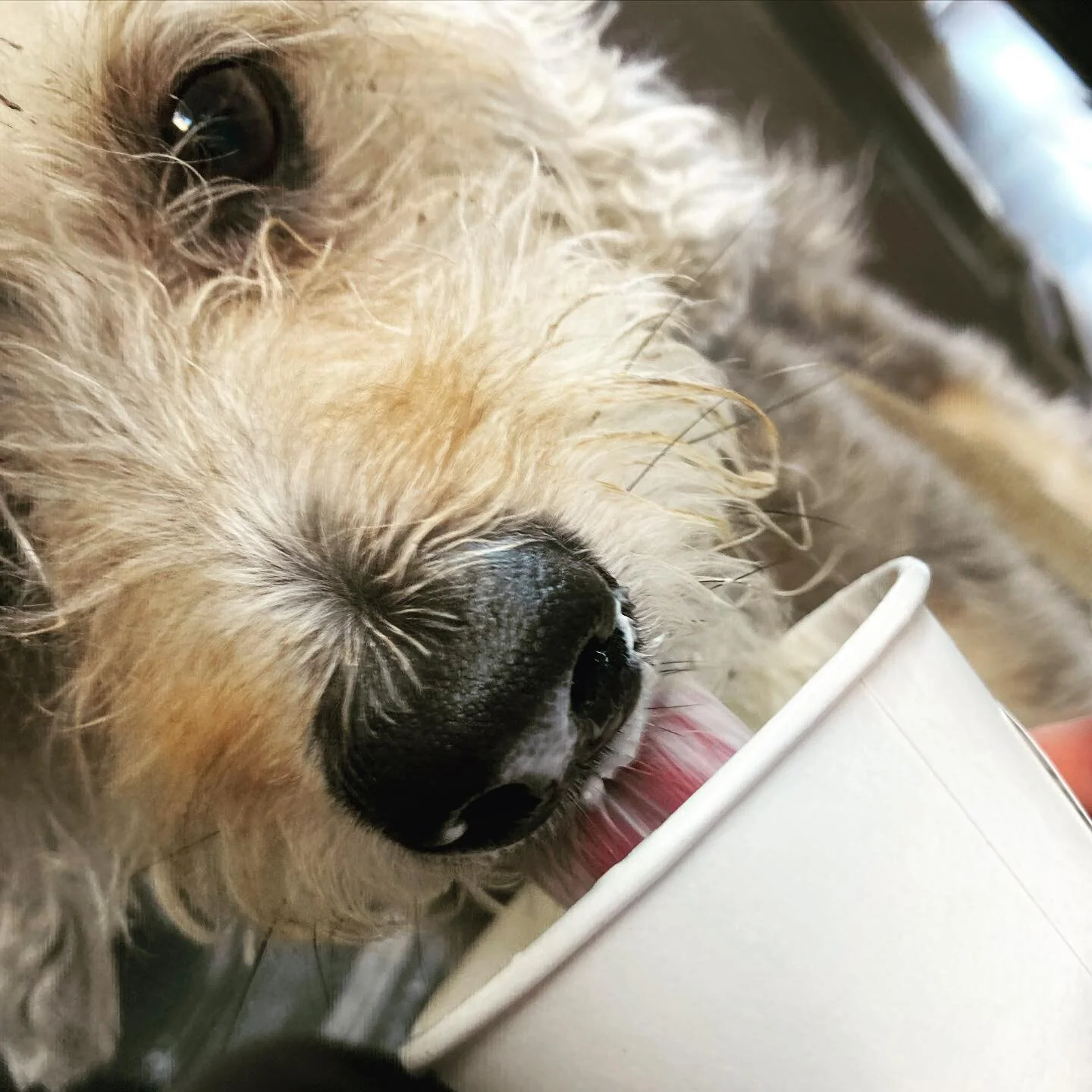 Celebrating a belated Mother&rsquo;s Day with a clean bill of health and a homemade pup cup! 

#mothersday #pupcup #whippedcream #bluepearlveterinarypartners #healthypup #maebyandme #muppetmaeby #dogtreats