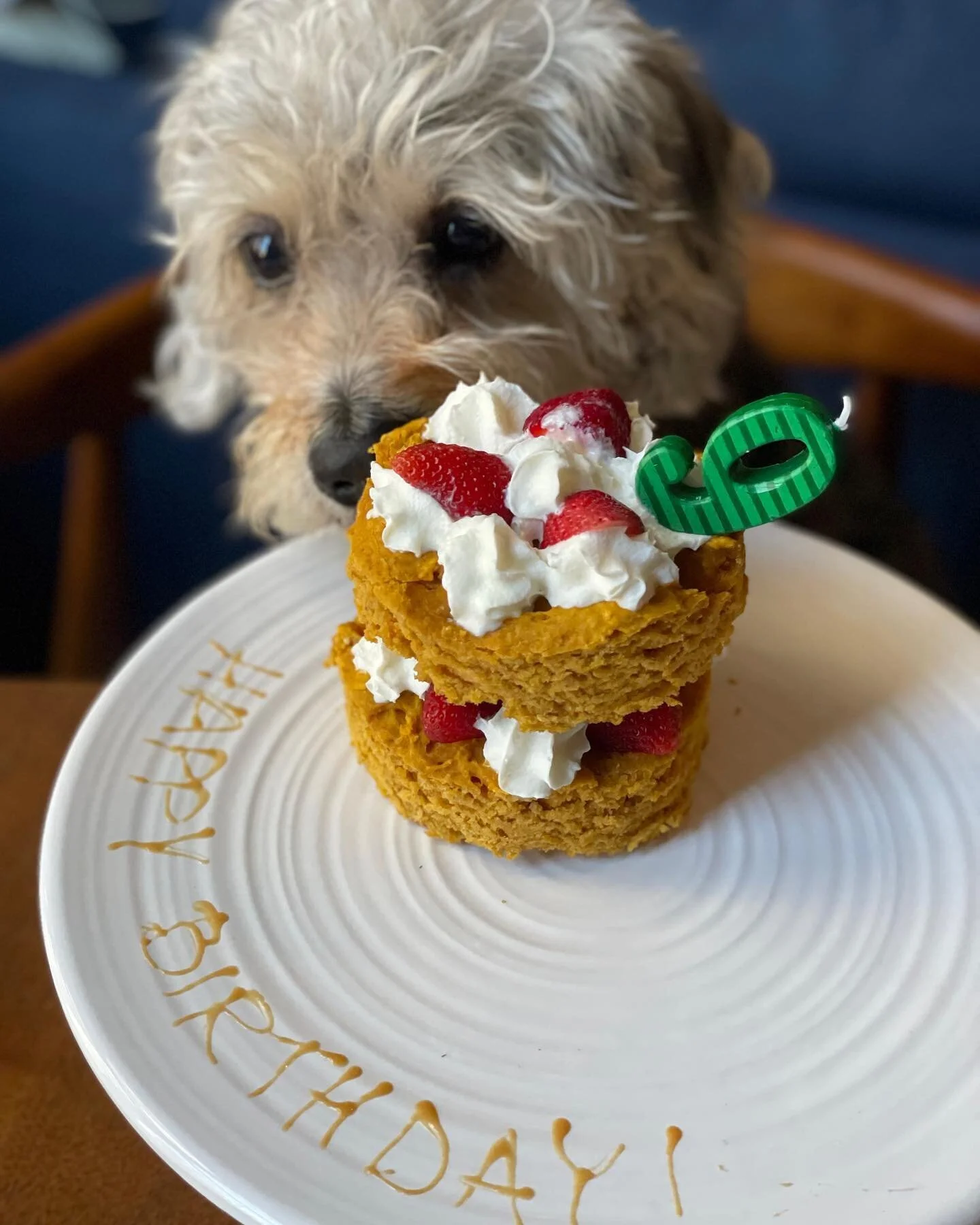 Celebrating Maeby&rsquo;s 9th Birthday with Strawberry Peanut Butter Shortcake! 

Recipe to be released soon! (Psst - the icing is dog toothpaste!!)

#adventurestogether #maebyandme #shortcake #dogcake #strawberryshortcake #peanutbutterlover #dogbirt