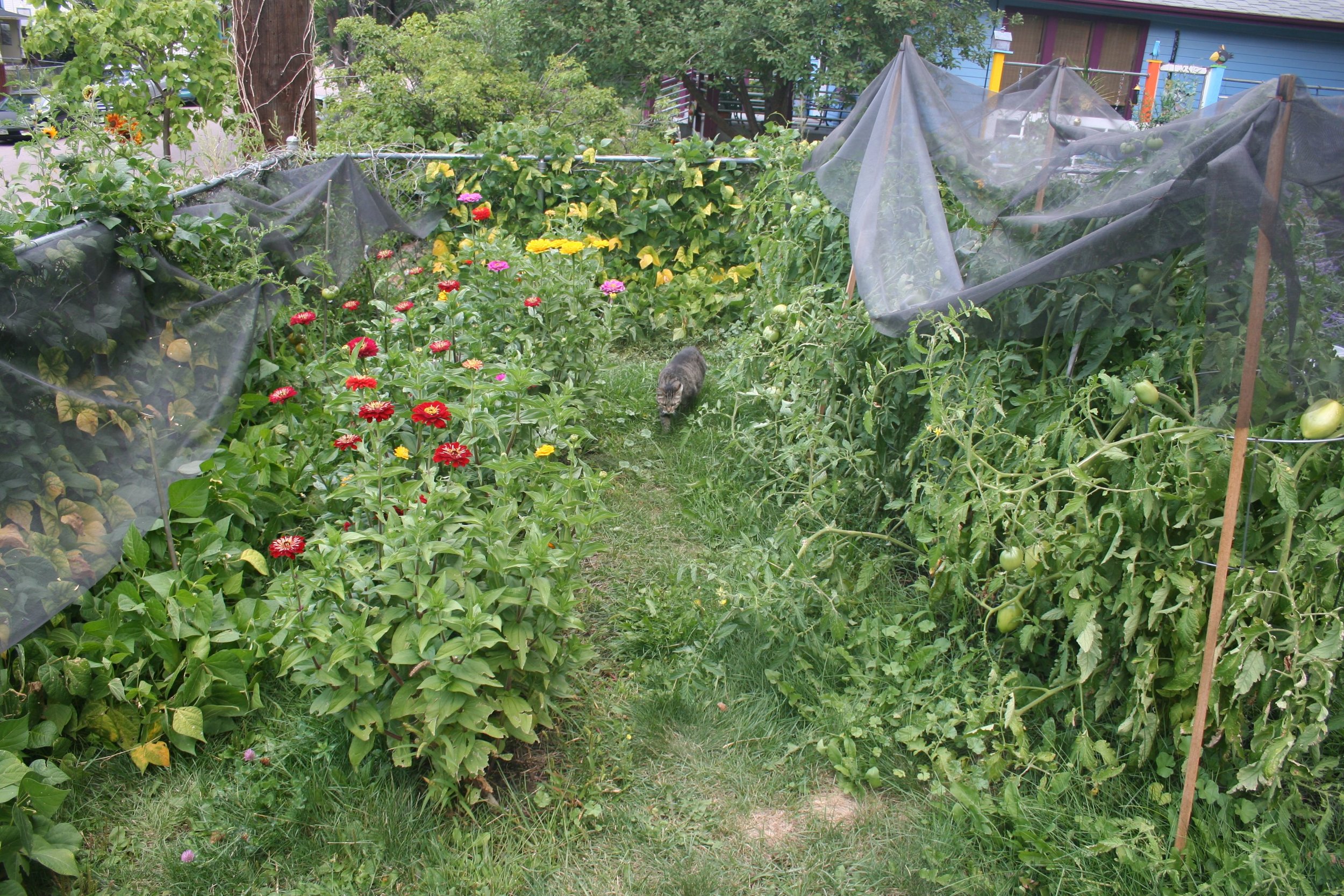  Beans, zinnas, tomatoes and cats.&nbsp; Fiberglass screen is a saving grace against hail in Colorado Springs.   