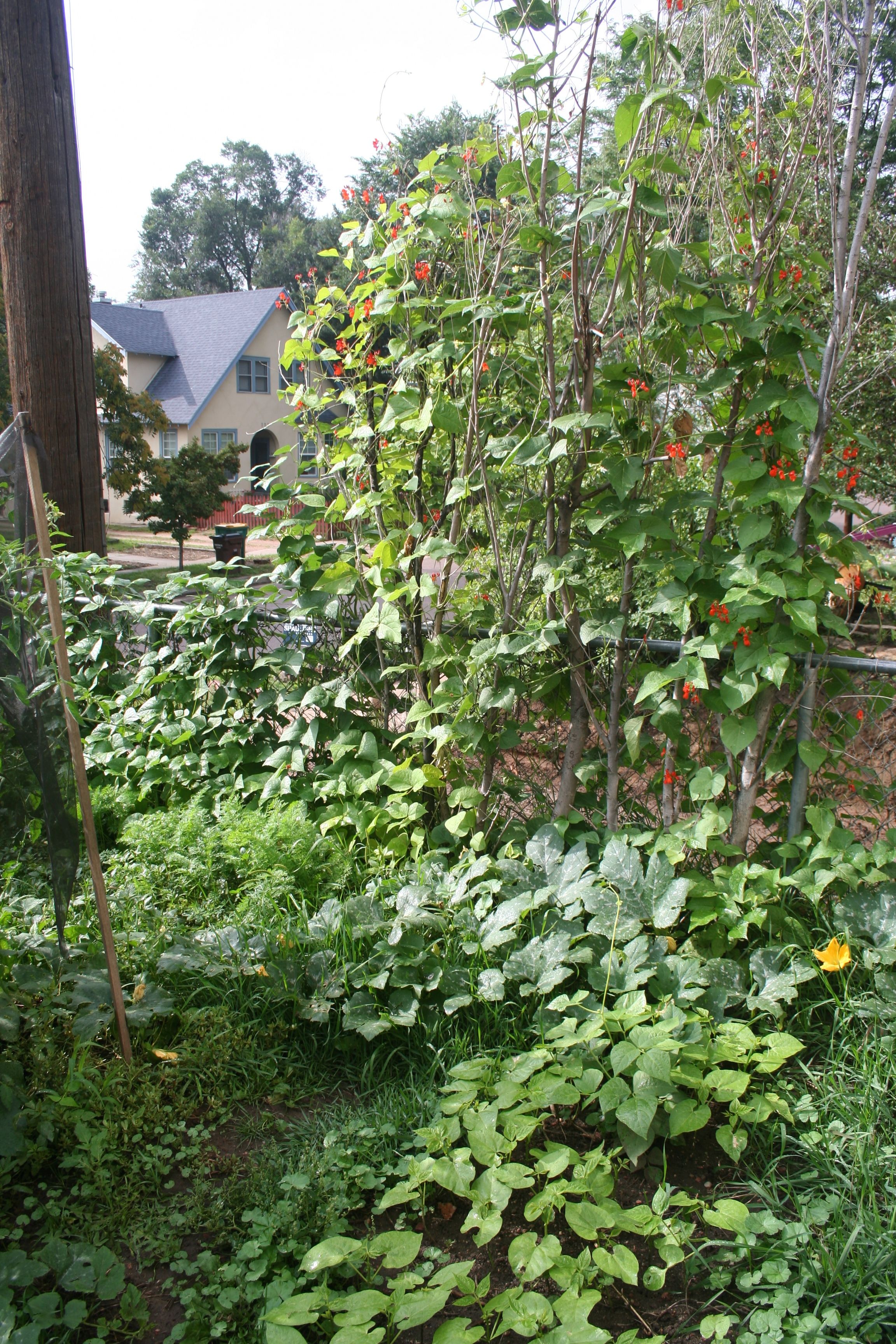 overgrowngarden1.jpg