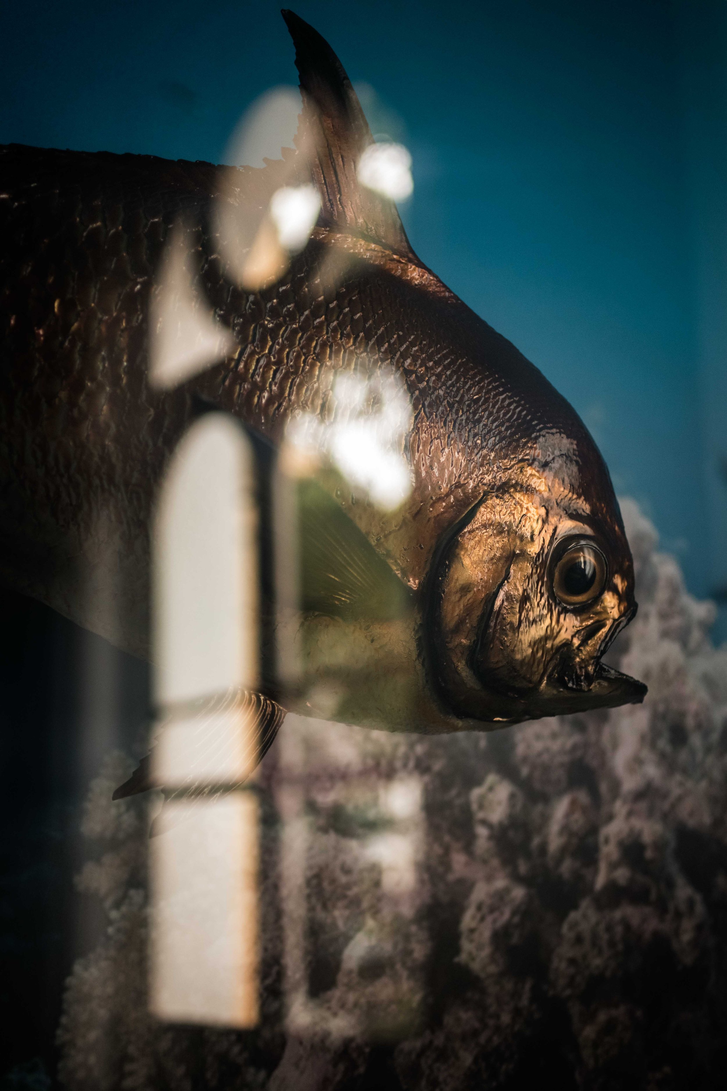  Pomfret Brama raii - Musée d’Histoire naturelle  - Ile Maurice 