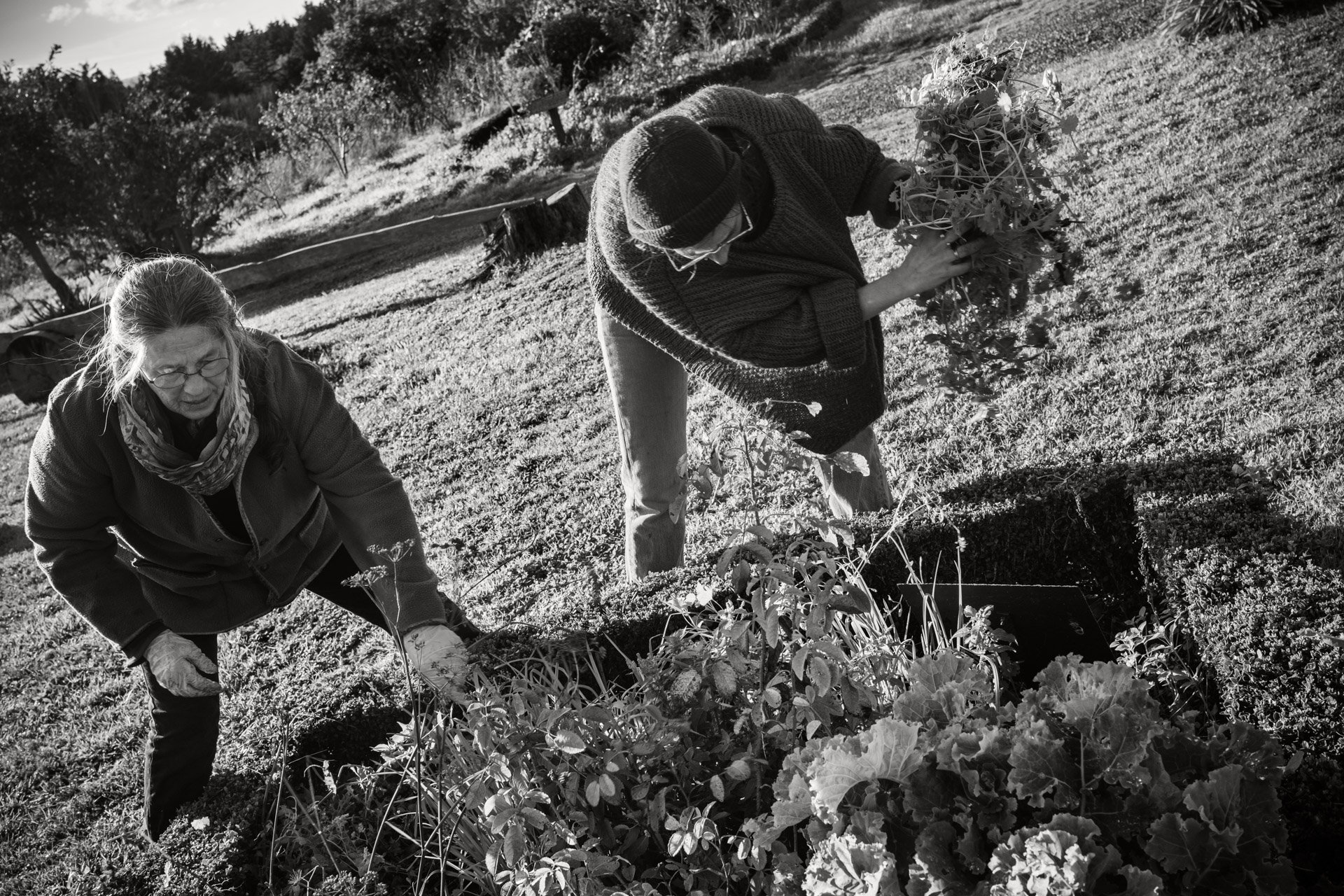  Chez Florence Goulley, fondatrice d’Herbarius, jardin potager et médicinal, près de Lamballe (Côtes-d’Armor). Collectif le Bal des Rejetons 