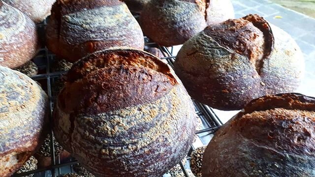 Our Wholegrain Sourdough. Nagging you to buy better butter since 2018.

Order yours at www.bread.lk

#colombofood #colombo #sourdough #levain #wildyeast #wholegrain