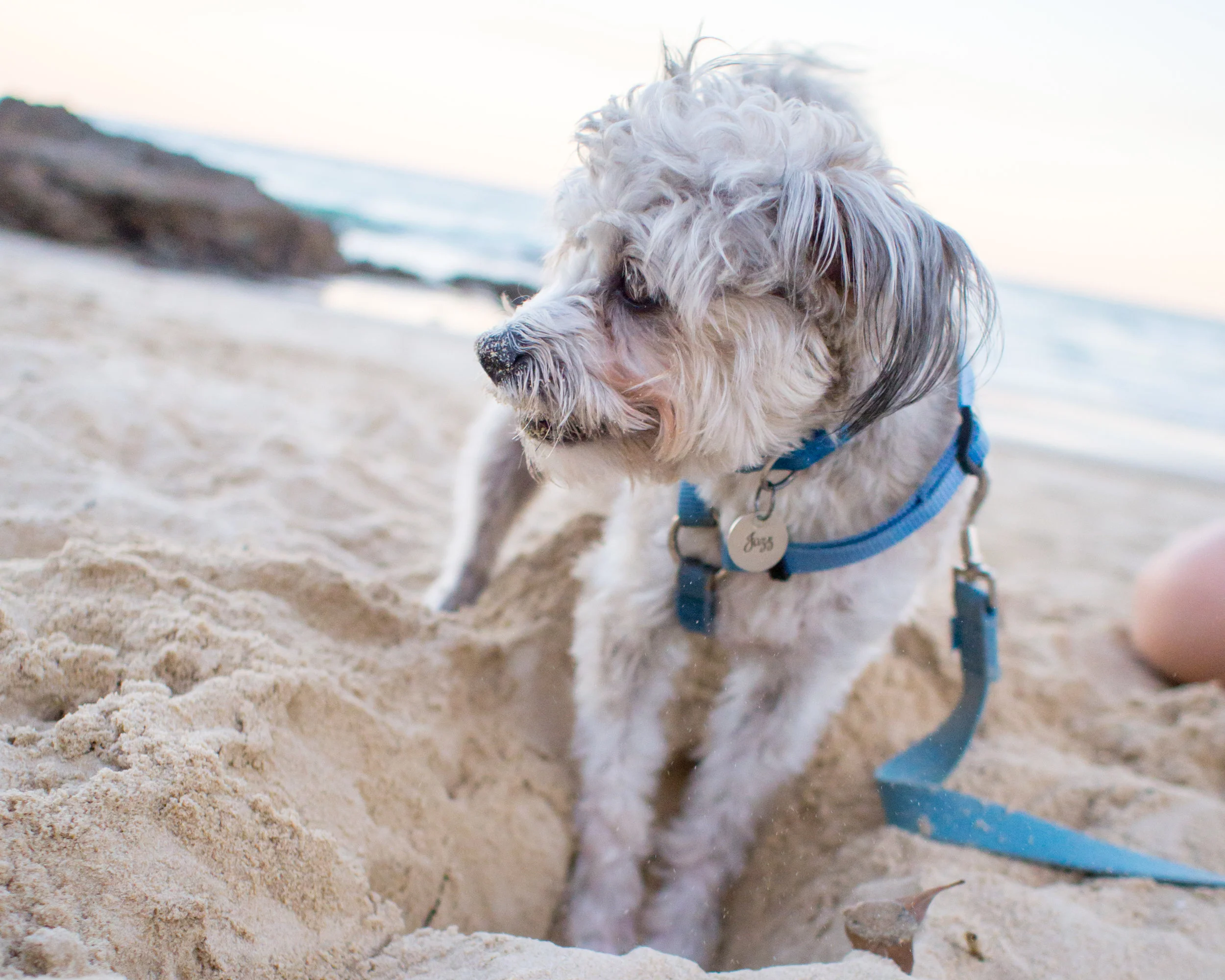 YIPuppies-9.jpg