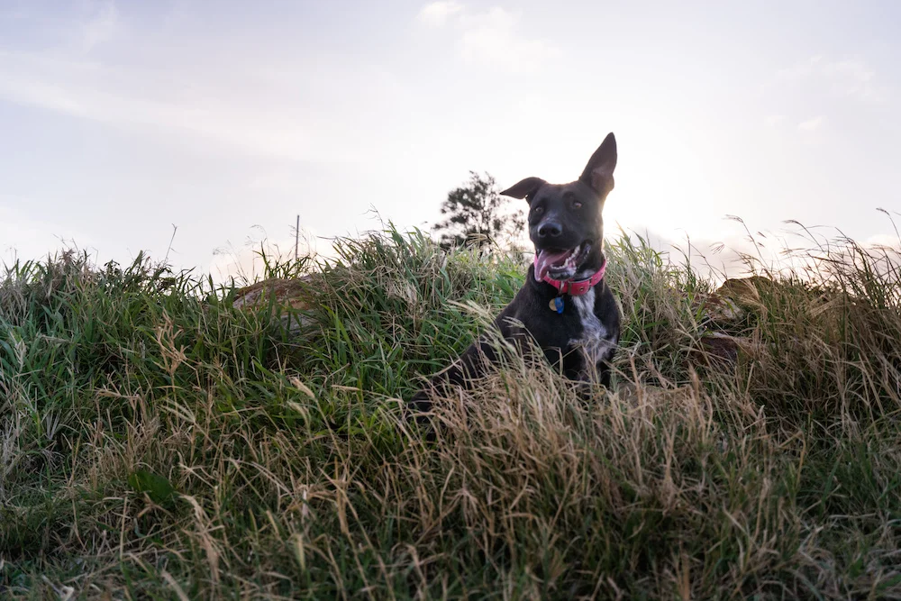 Rocky+Molly-20.jpg