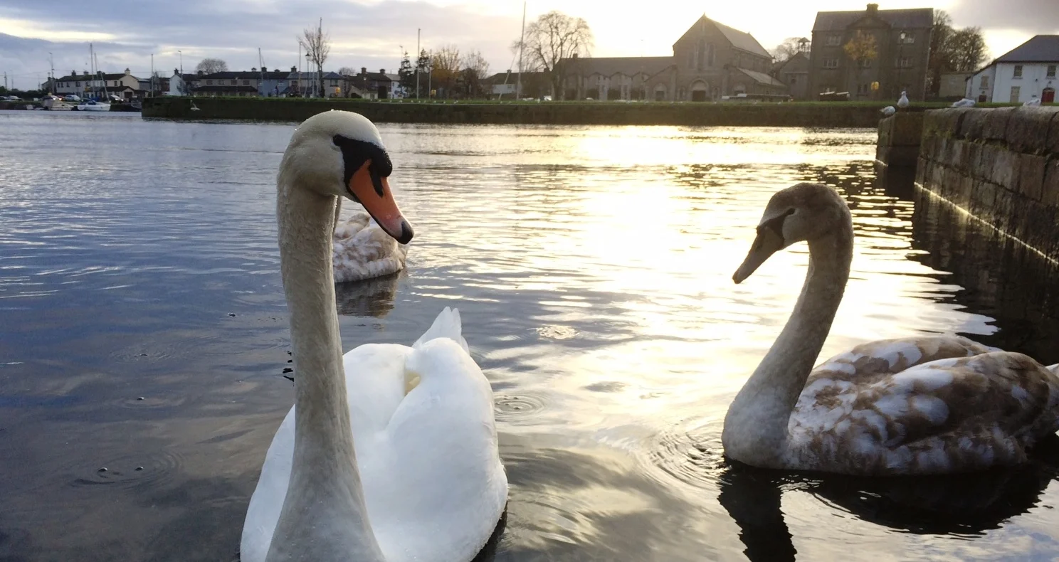 Swan_Claddagh_2.JPG