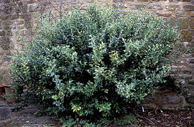 Sarcococca Confusa