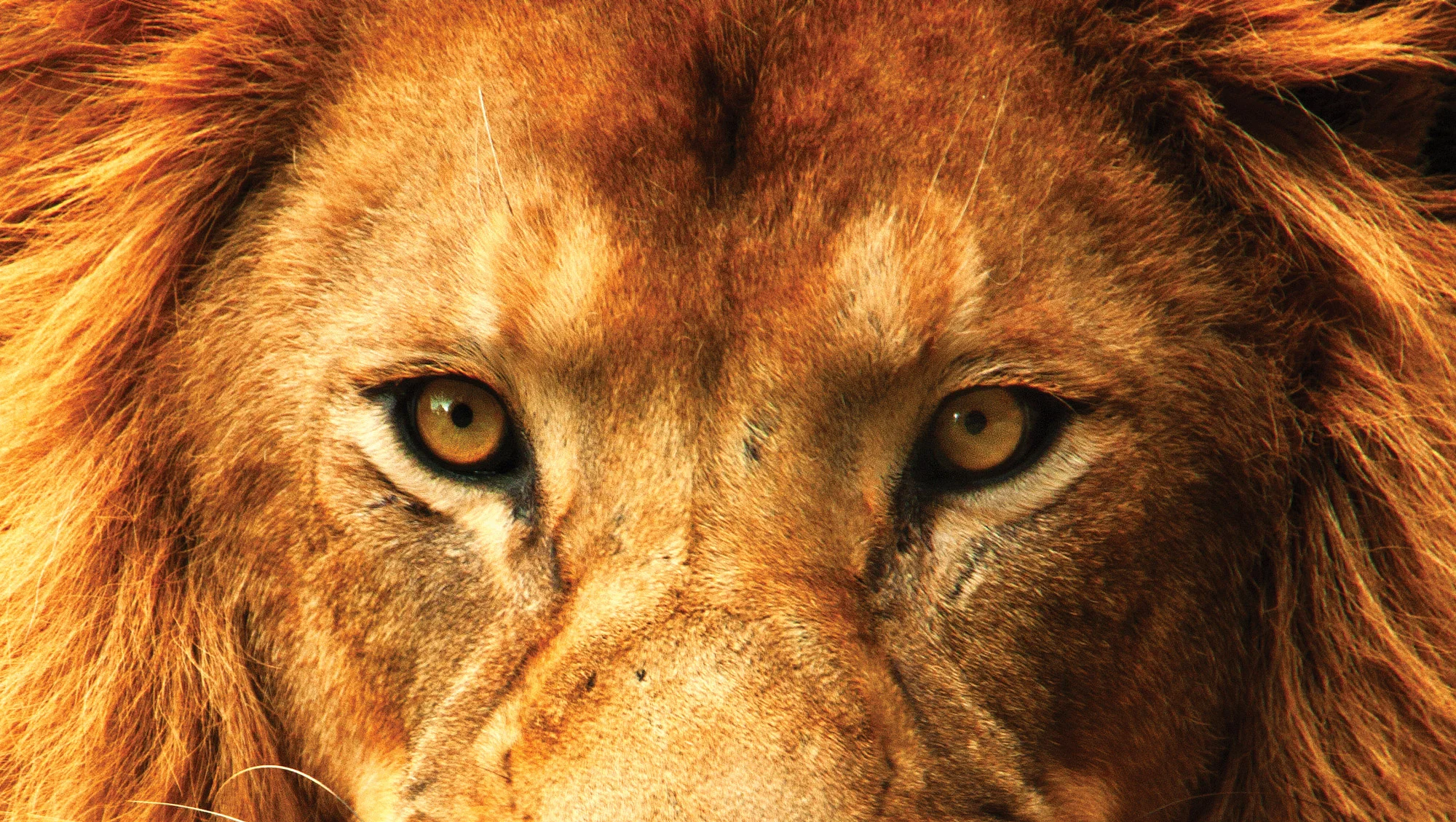 Lion2.jpg