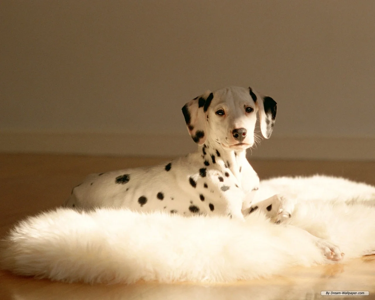 Dalmatian picture.jpg