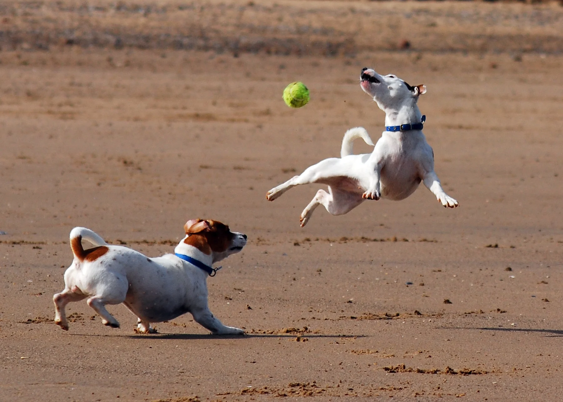 Jack_Russell_Terrier_Eddi_Jumping.JPG