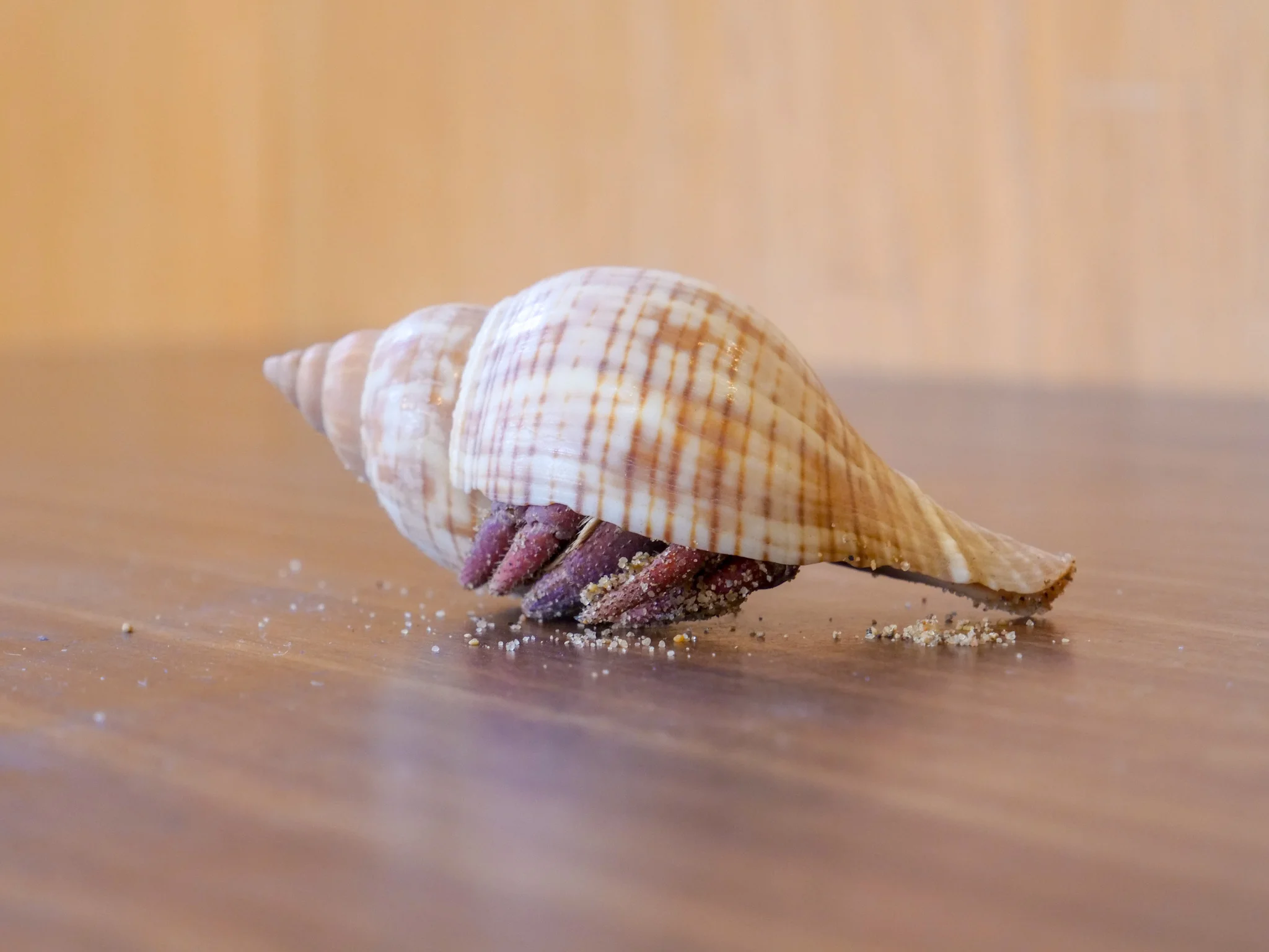 Land Hermit Crab