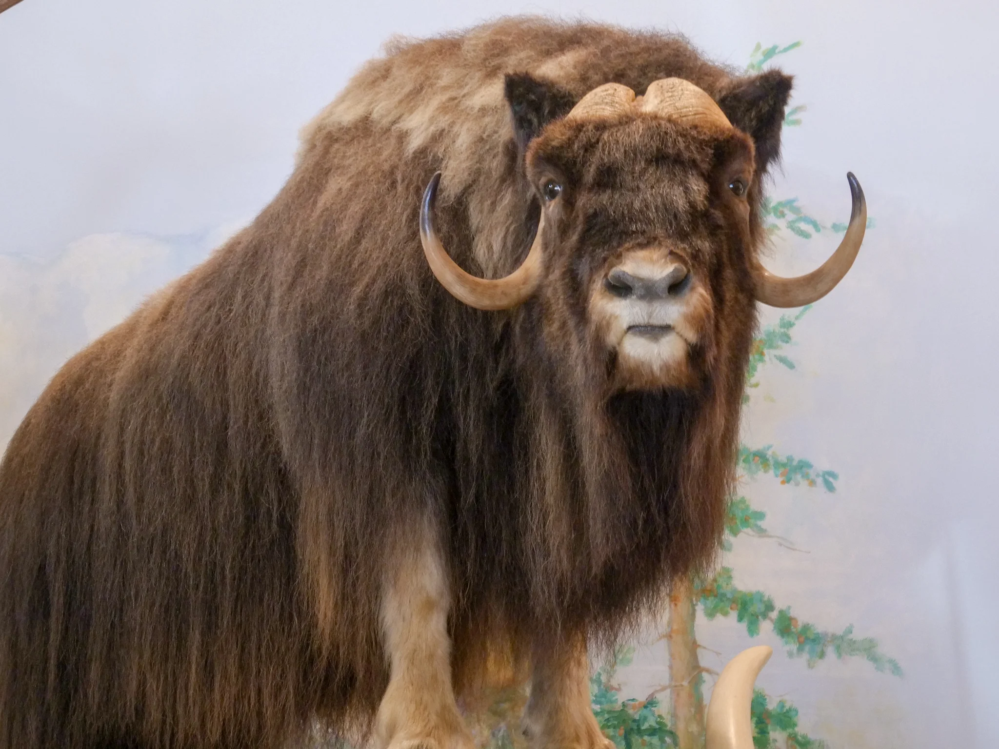 Musk Ox