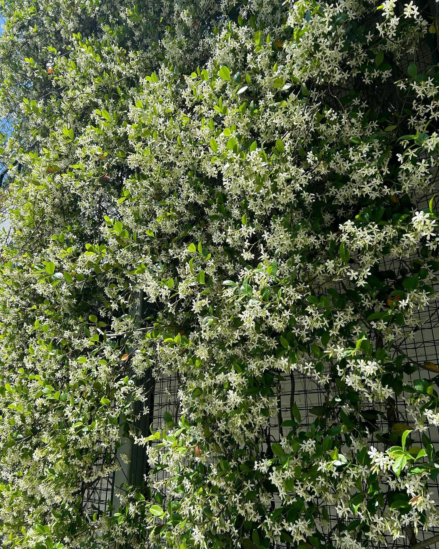 Passing by a wall of beautiful star jasmine (and amazing fragrance) on the way to school! The best part of a walking commute 🎶💕🌸#walking #walkingcommute #jasmineflower #gainesville