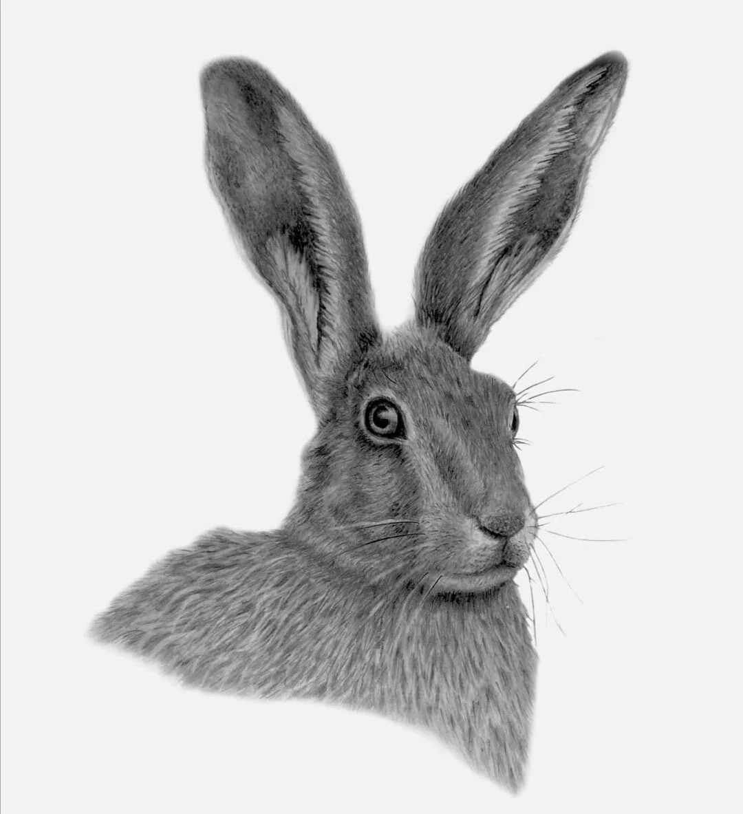 Hare (SOLD)