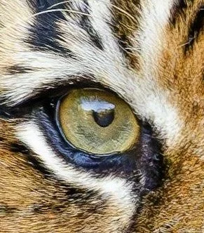 Tiger Eye.jpg